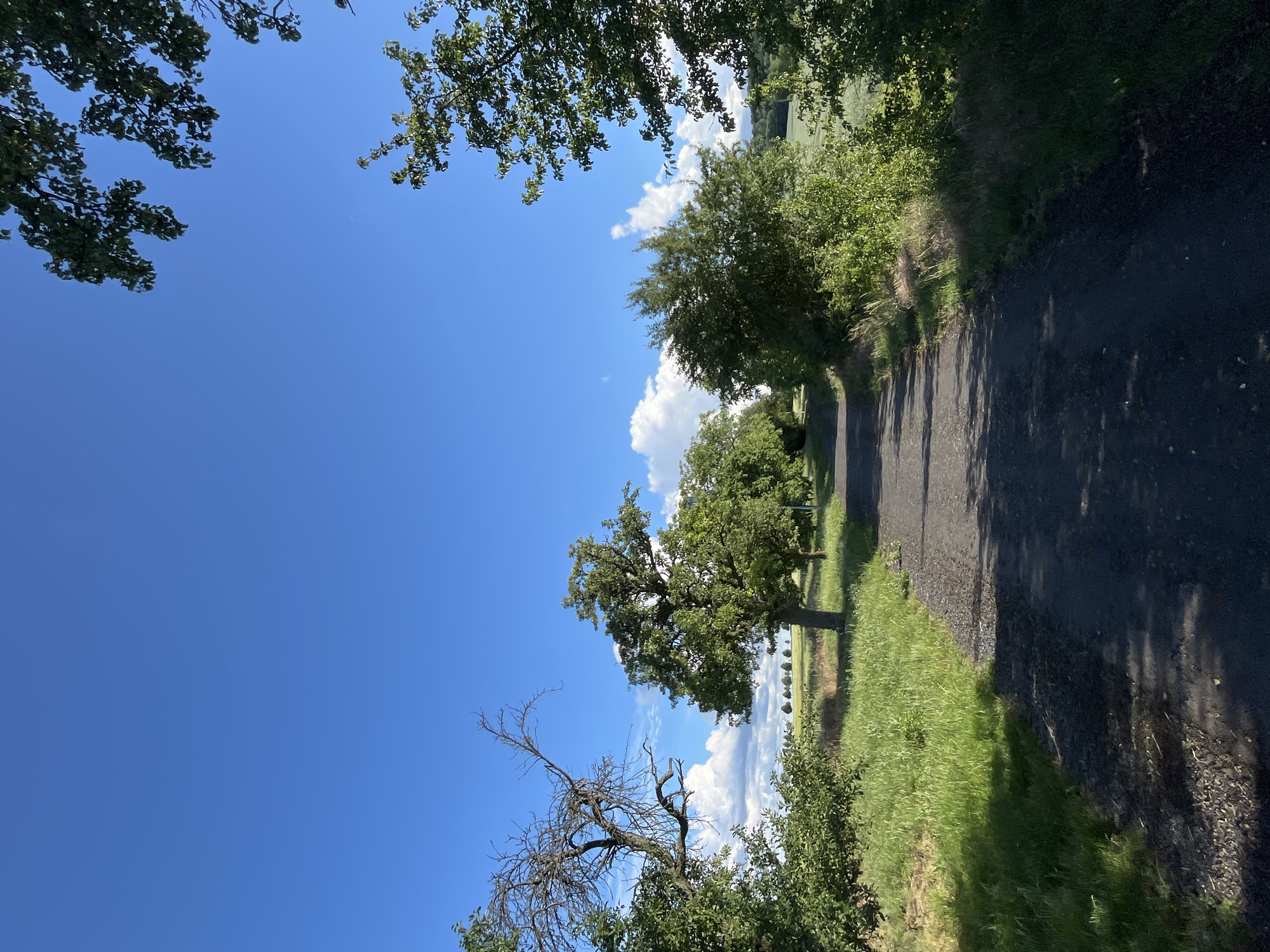 The image depicts a rural road in a landscape under a clear blue sky with scattered white clouds. The road is paved with dark gravel and appears to be an unpaved lane or pathway, with lush green grass and vegetation growing along its sides. Several trees, some with full foliage and others with bare branches, line the road, creating a natural canopy. In the distance, fields of crops are visible, suggesting an agricultural setting. The scene is bathed in sunlight, casting shadows on the road and the surrounding greenery. There are no people or animals present in the image. The overall impression is one of tranquility and natural beauty in a rural environment.