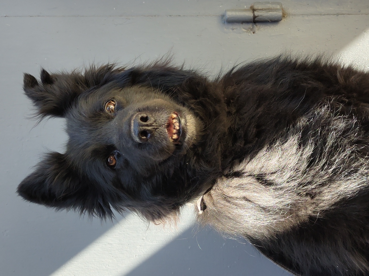 A medium shot, eye-level, portrait-style photograph shows a black, long-haired dog looking directly at the camera. The dog's fur is dense, with some parts catching the sunlight and appearing lighter. Its ears are erect and pointed. The dog's mouth is slightly open, revealing its teeth and gums. The background is a solid, light gray surface, possibly a wall or door, with a faint shadow line diagonally across the left side of the image. A small metal hinge is visible on the right side of the background. The lighting suggests it is daytime, with sunlight casting distinct shadows.