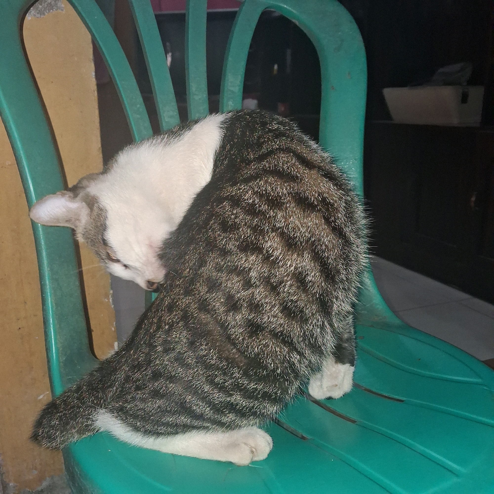 A tabby and white cat is sitting on a green plastic chair. The cat is grooming itself, with its head bent down towards its body. The chair is on a tiled floor, and in the background, there is a wall and a shelf with a box on it. The scene appears to be indoors, possibly in a residential setting in Kasang Pudak, Indonesia.