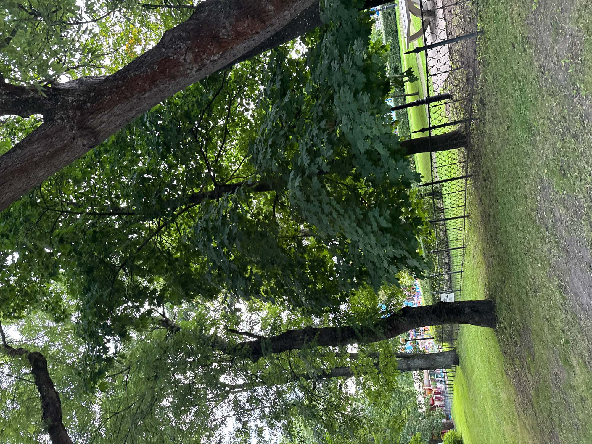The image depicts a park scene in Tallinn, Estonia, with a focus on large trees and lush greenery. The foreground is dominated by the thick trunks and branches of mature trees, their leaves creating a dappled effect as sunlight filters through. Beyond the trees, a black wrought-iron fence delineates the park area. Through the fence, a well-maintained grassy lawn is visible, interspersed with paved pathways. In the background, a glimpse of a playground or amusement area can be seen, with colorful structures suggesting a recreational space. The overall impression is of a serene, outdoor environment, likely a public park within the city.