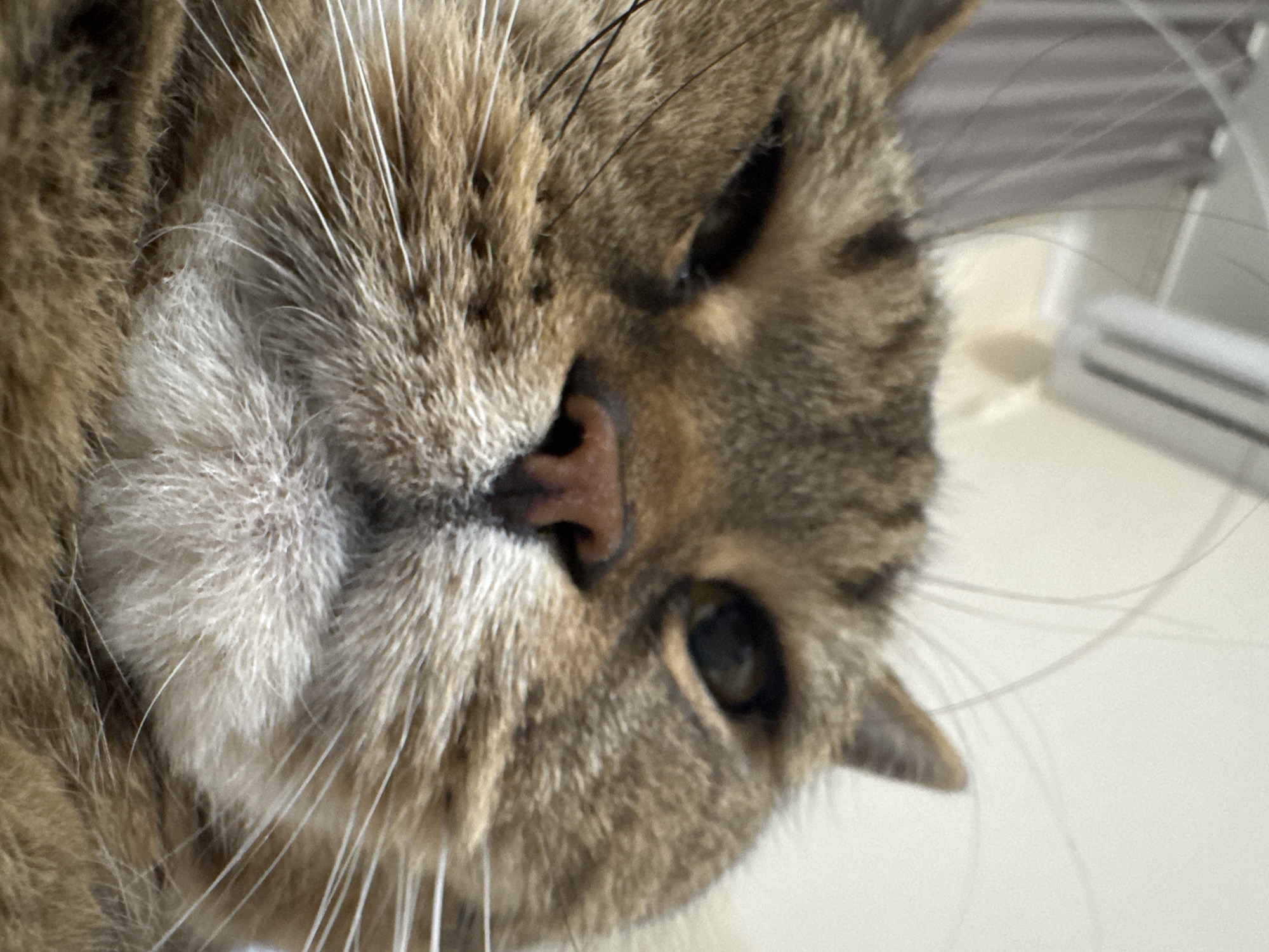 The image is a close-up, low-angle shot of a tabby cat's face. The cat is looking directly at the camera, with its nose and whiskers prominently featured. Its fur is a mix of brown, black, and tan stripes, and its eyes are partially closed. The background is blurred and appears to be an indoor setting with light-colored walls and what might be a curtain or blinds. There are no people or specific city locations identifiable in the image.