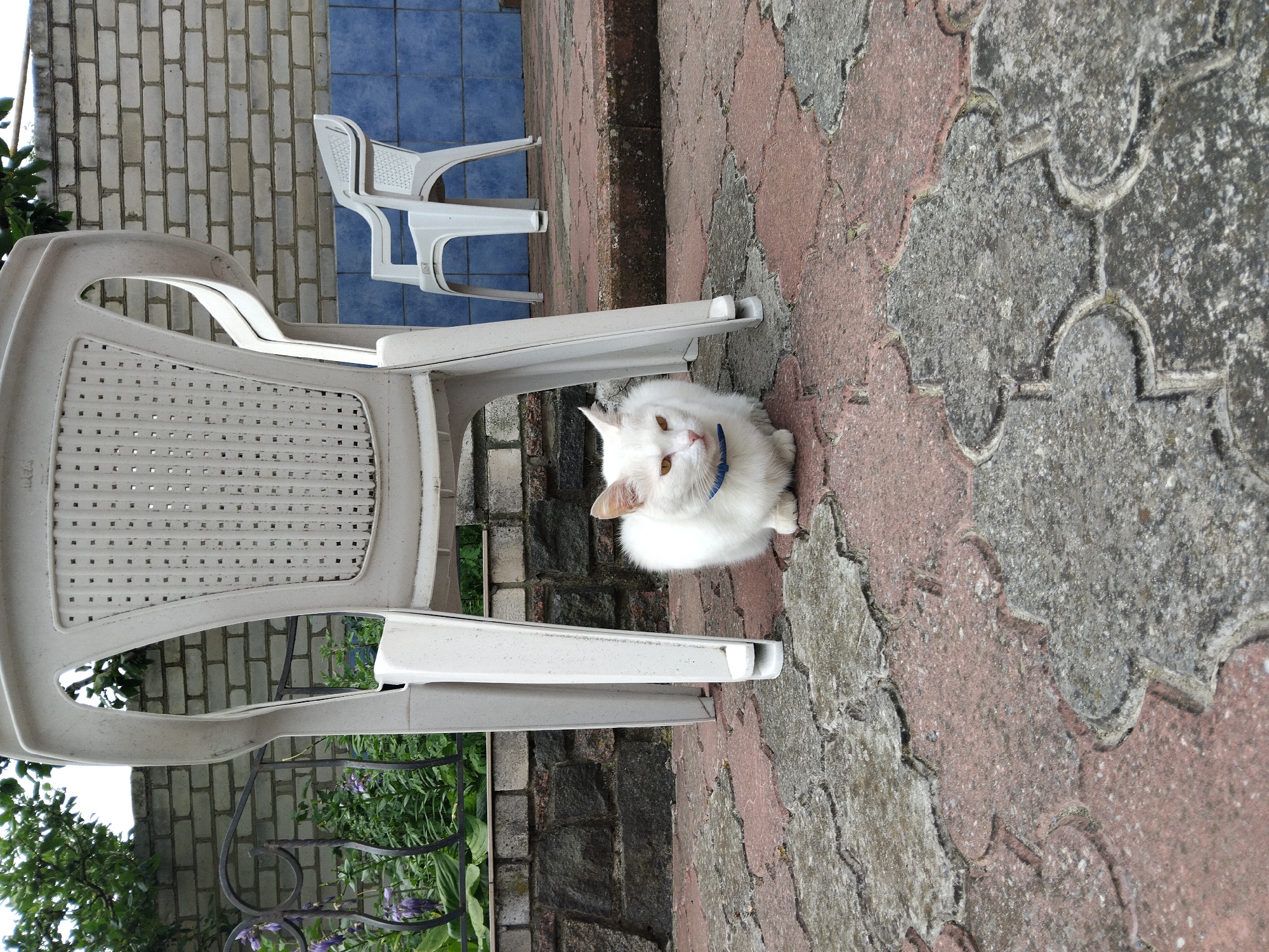 A fluffy white cat with yellow eyes sits on a paved patio in front of a white plastic chair. The patio is made of interlocking stones, some red and some gray. In the background, there is a brick wall and a blue tiled wall. Another white plastic chair is visible in the distance. The scene appears to be outdoors, possibly in a backyard or courtyard. The image was taken in Zhytomyr, Ukraine.