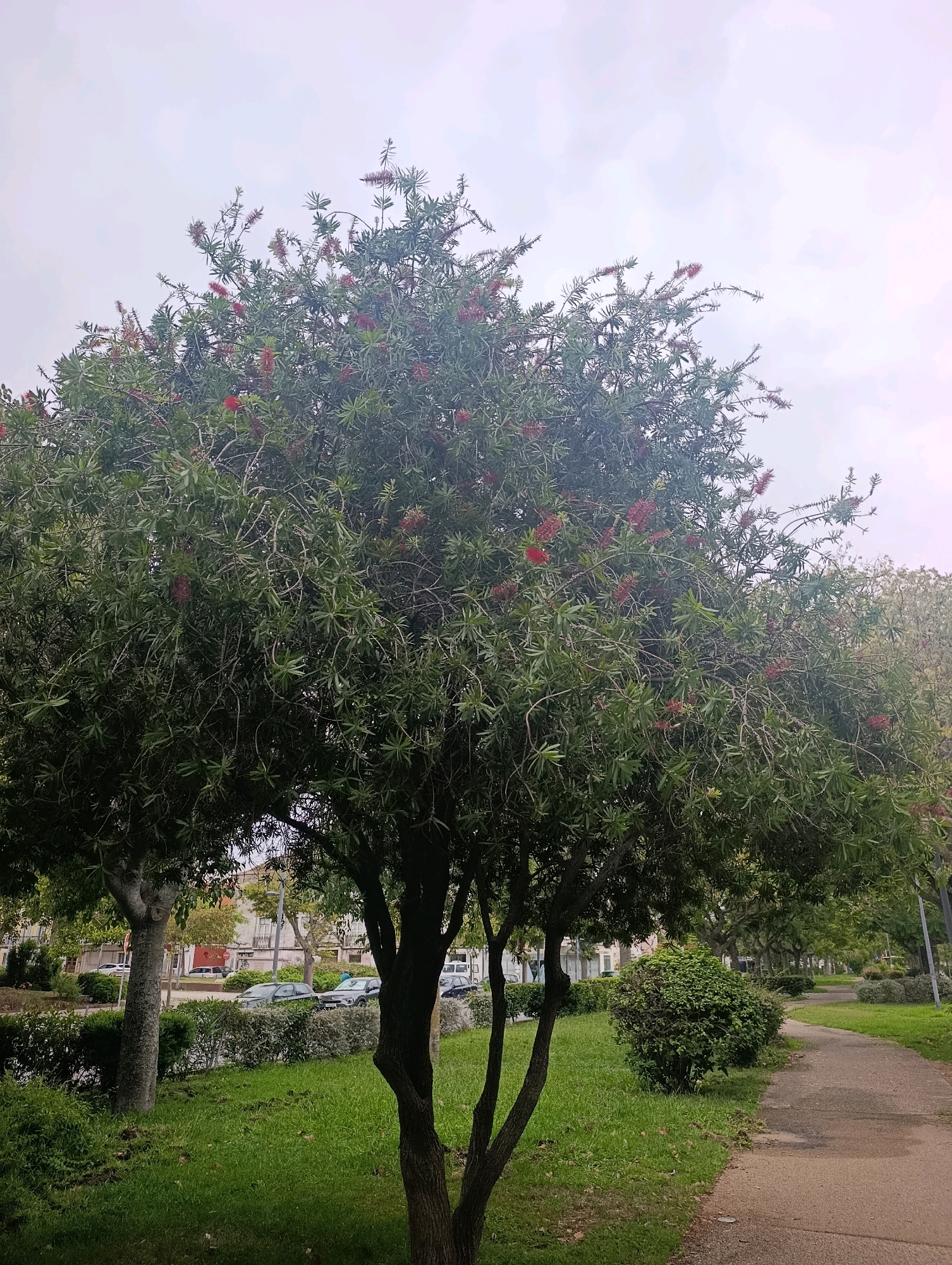 The image depicts a large Callistemon tree, commonly known as a bottlebrush tree, in full bloom with bright red flowers. The tree is situated in a park-like setting with a paved pathway curving to the right. To the left of the tree, a grassy area is visible, and beyond that, a street lined with buildings and parked cars. The sky is overcast and light in color. The scene appears to be a public space in the city of Setúbal, Portugal, likely a park or a tree-lined avenue. The overall atmosphere is serene and natural, with the vibrant red flowers of the bottlebrush tree adding a striking visual element.