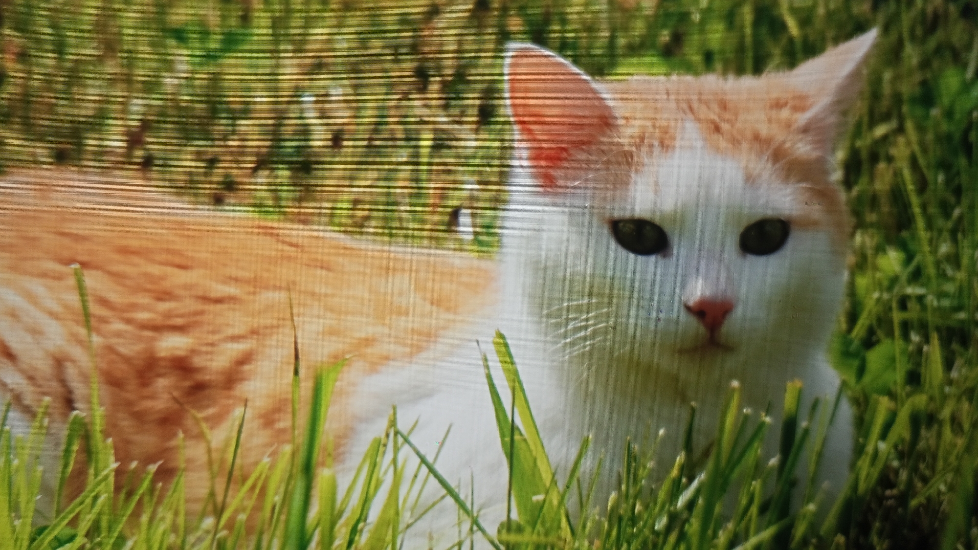 A ginger and white cat is lying in lush green grass, its body mostly obscured by the foliage. The cat's head is turned slightly to its right, and its dark eyes are looking forward. The cat's nose is a soft pink, and its ears are pointed upwards. The background is a blur of green and brown, suggesting trees or other vegetation. There is no indication of the city of Pelanjau Jaya, Indonesia in the image.