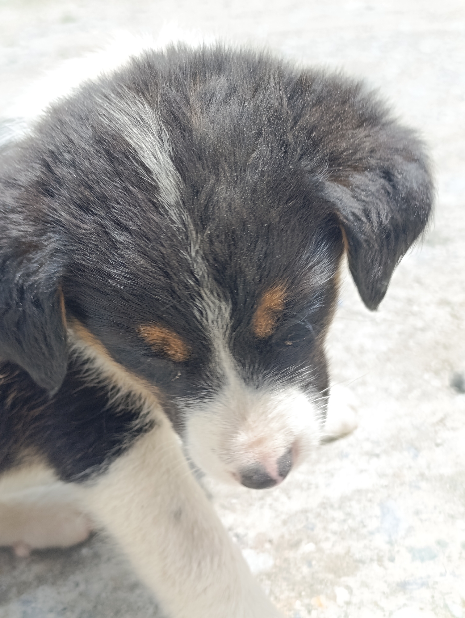 A puppy with black, white, and tan fur is resting on a light-colored, textured surface, possibly concrete. The puppy's head is tilted downwards, and its eyes are closed. Its fur appears soft and somewhat tousled. The background is out of focus, showing a blurry expanse of the same light-colored material. The image seems to be an outdoor shot, taken at ground level.