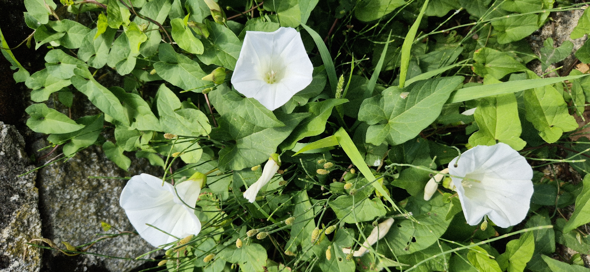 The image shows a close-up, overhead view of bindweed flowers and foliage. Three white, trumpet-shaped flowers are visible, with one in the center of the frame and two others towards the bottom left and bottom right. The flowers are surrounded by lush, green heart-shaped leaves and thin, wiry stems. Small, budding seed heads are scattered throughout the greenery. The background appears to be a rough, grey stone surface on the left side of the frame, suggesting the bindweed is growing near a wall or rocky area. The lighting suggests it is daytime, with bright sunlight casting some shadows and highlighting the vibrant green of the leaves. There is no visible text. The scene evokes a sense of natural growth and perhaps a slightly wild, untamed garden or roadside setting.