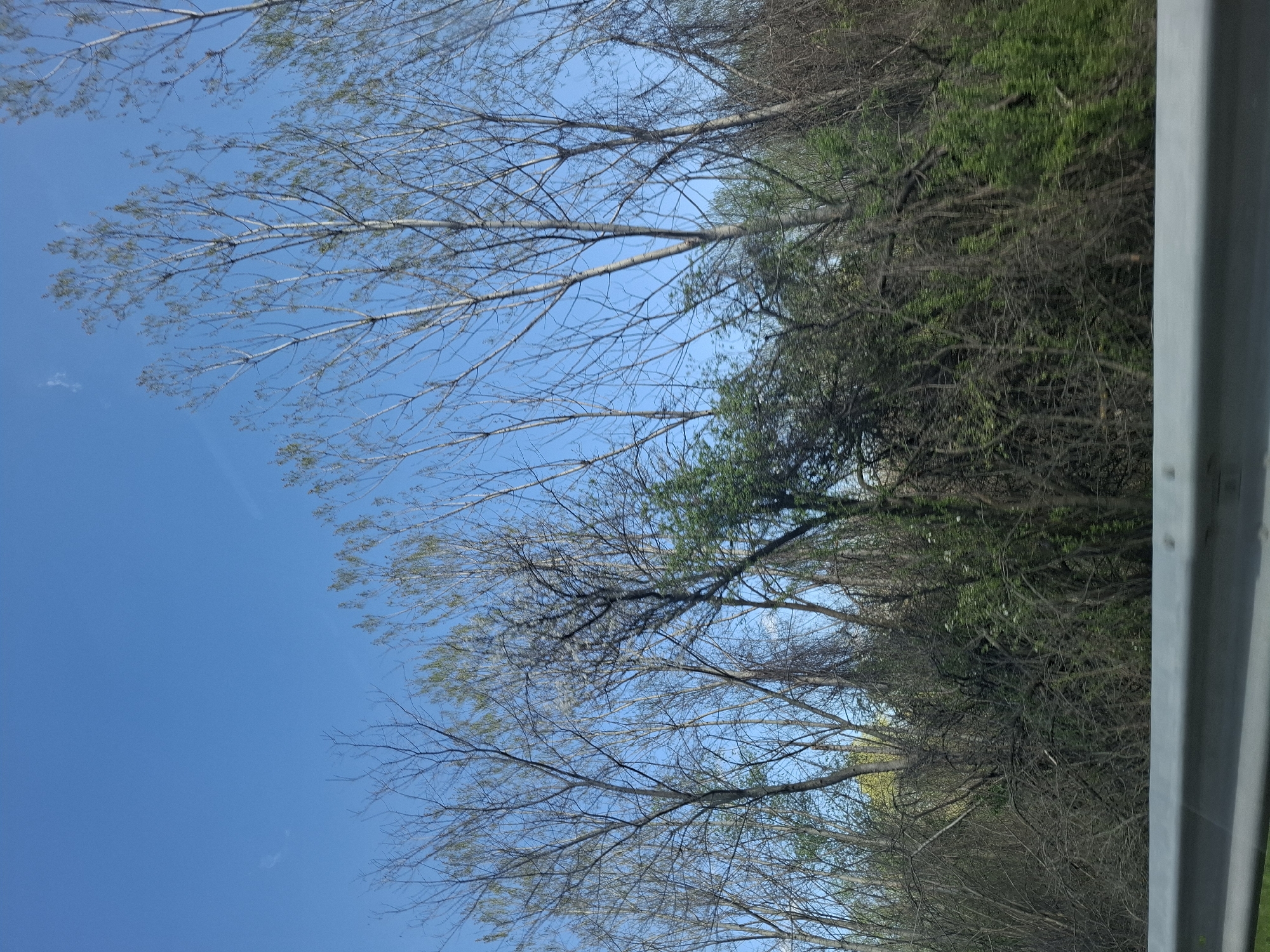 The image shows a roadside view, possibly taken from a moving vehicle. The sky is bright blue. Bare tree branches extend upwards across the frame, some with the very first hints of leaves emerging. Further to the right, there is denser green foliage. A gray guardrail is visible along the right edge of the picture. The location is assumed to be near Tsar Simeonovo, Bulgaria, but no specific landmarks confirming the location are evident in the image. No people, other than potentially the occupants of the moving vehicle, are visible.