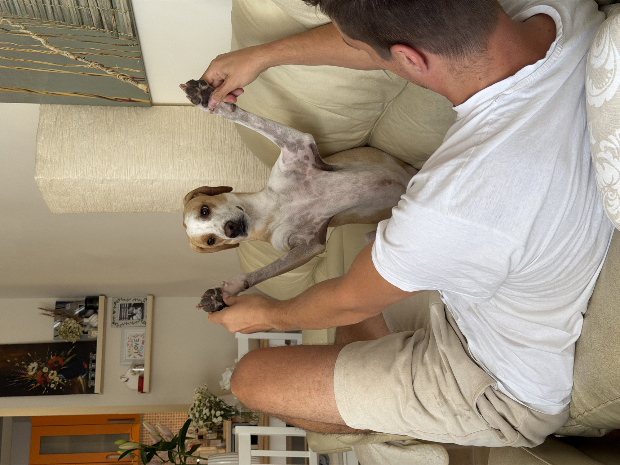 The image, oriented sideways, captures an indoor scene in Budva, Montenegro, featuring a person and a dog interacting on a light-colored leather couch. A person, viewed from behind, is sitting on the couch wearing a white t-shirt and light beige or khaki shorts. They are holding the front paws of a dog that is lying on its back next to them, appearing to stretch or play. The dog, with light-colored fur, possibly white and tan patches, and brown ears, looks directly at the camera with an alert expression.
The background reveals a well-decorated living space. Above the couch, on the wall, hangs a large abstract painting featuring horizontal lines and textures in shades of grey and beige. Below this, a textured, light-colored oblong object, possibly a decorative wall lamp or panel, is visible. Further along the wall are white shelves holding various decorative items, including small framed pictures (one black and white, another with the word "LOVE"), dried flower arrangements, and another painting depicting abstract floral motifs in orange, red, and yellow tones. Below the shelves, part of an orange cabinet or furniture piece is visible. In the bottom right corner, a white table with a vase containing white lilies and other small decorative elements can be seen. A patterned pillow rests on the couch next to the person. The lighting suggests it is daytime.