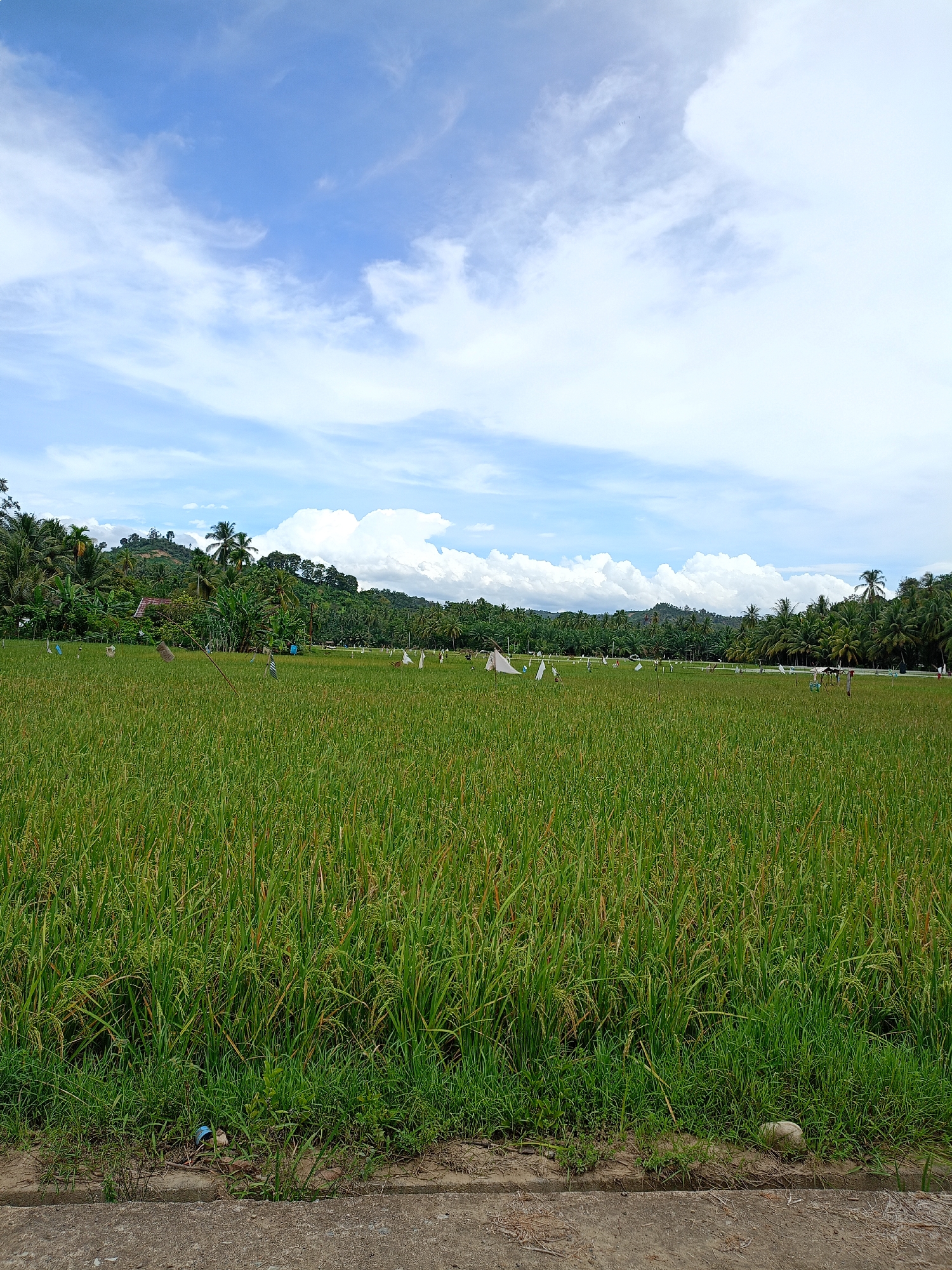 The image shows a lush, green rice paddy field under a partly cloudy sky in Palohpanyang, Indonesia. The field is dense with tall, maturing rice plants, some with hints of golden coloration. A line of tropical trees and vegetation forms the backdrop of the field, with a small hill visible. Scattered white scarecrows are placed throughout the field. In the foreground, there is a strip of grass bordering a concrete or paved surface. Debris, including what appears to be discarded plastic, is visible near the border of the field and paved area.