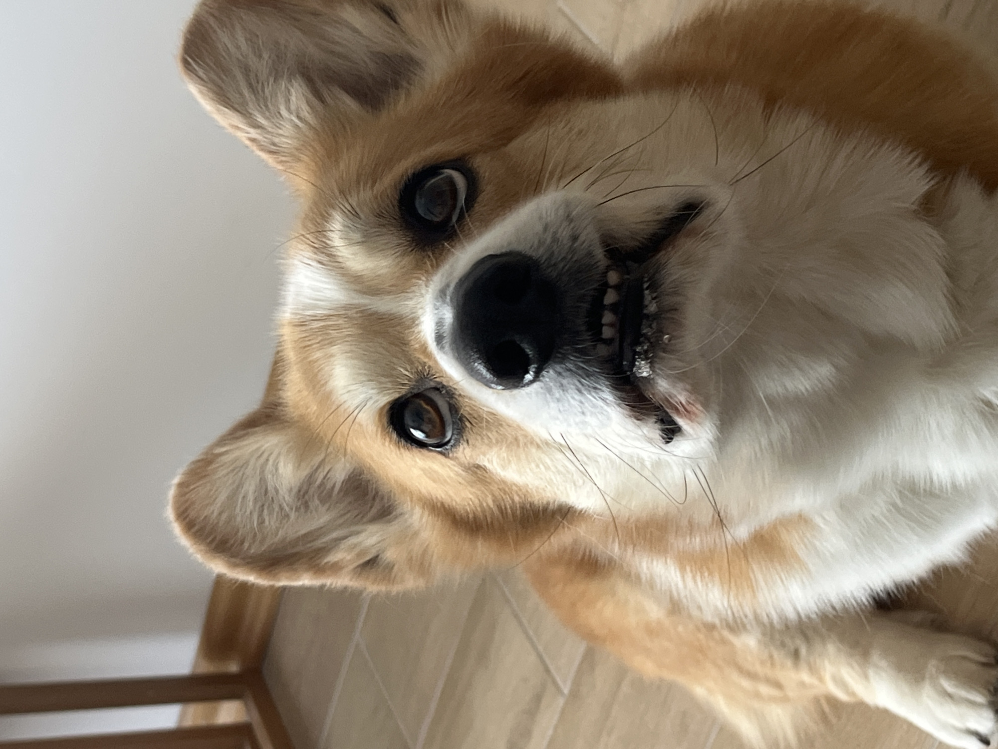A close-up, tilted view of a Pembroke Welsh Corgi dog lying on a wooden floor. The dog has a tan and white coat, erect ears, and a black nose. Its teeth are visible. The background is blurred. The location is not discernible from the image.