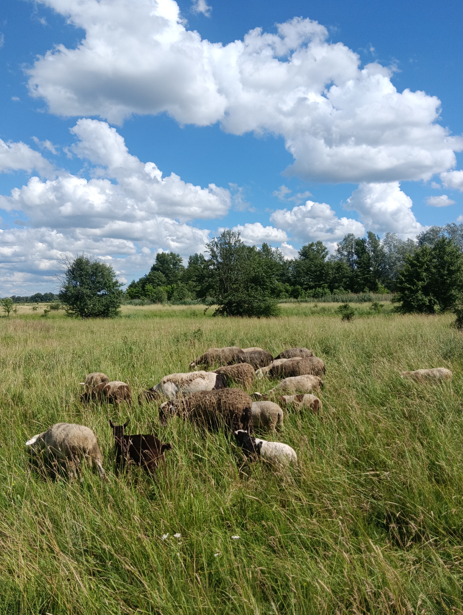 A flock of sheep grazes in a lush, sunlit meadow under a bright blue sky dotted with fluffy white clouds. The sheep, varying in color from white to dark brown, are scattered throughout the tall, green grass, with some in the foreground and others further back in the field. A line of trees forms a distant backdrop, separating the meadow from the sky. The overall impression is one of a serene, rural landscape.