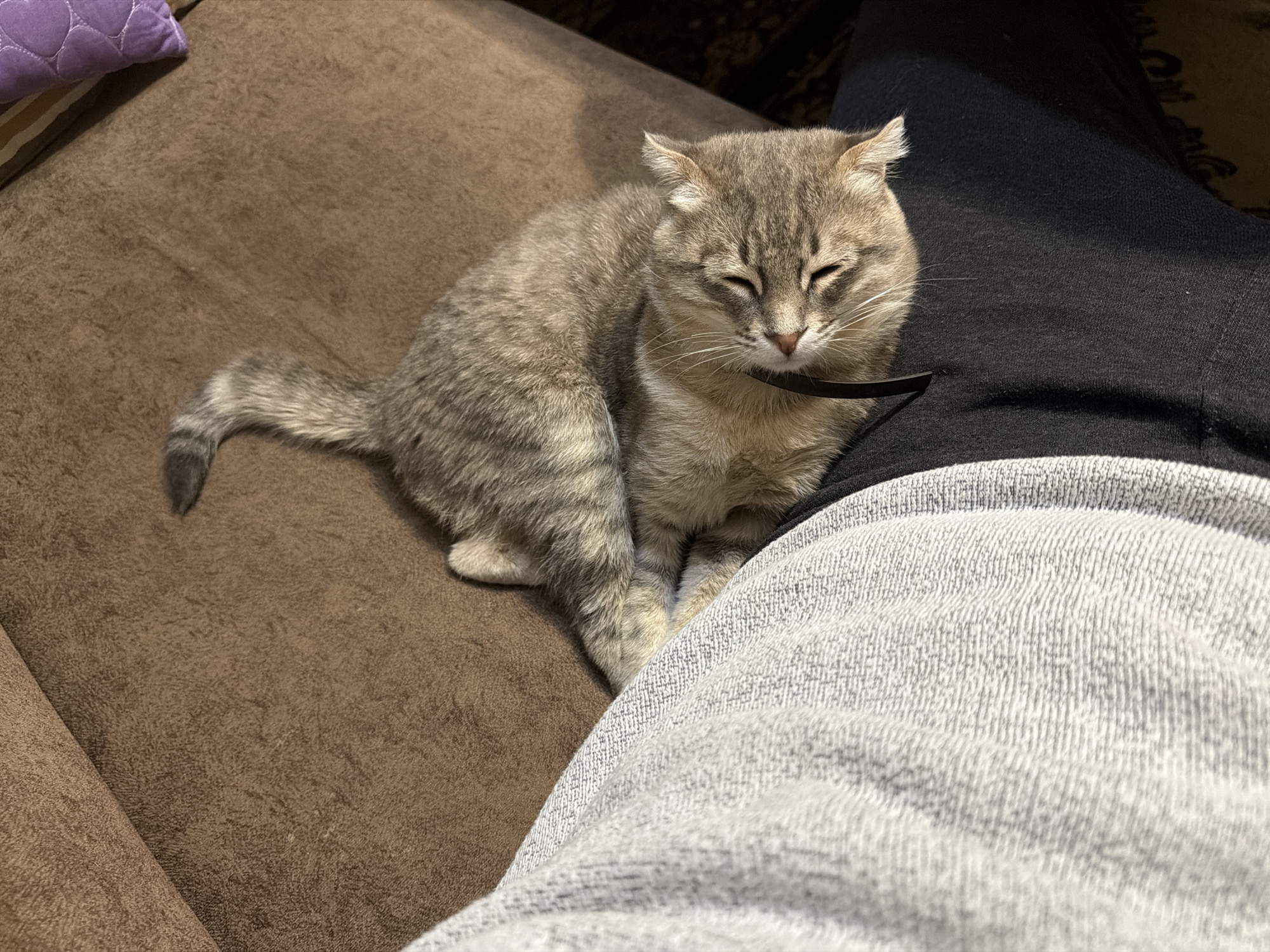 A gray tabby cat lies on a brown upholstered couch, close to a person's leg. The cat has its eyes partially closed and a black collar around its neck. The person is wearing gray sweatpants over black pants. A lavender pillow is visible in the upper left corner of the frame. The location is in or near Novxanı, Azerbaijan.