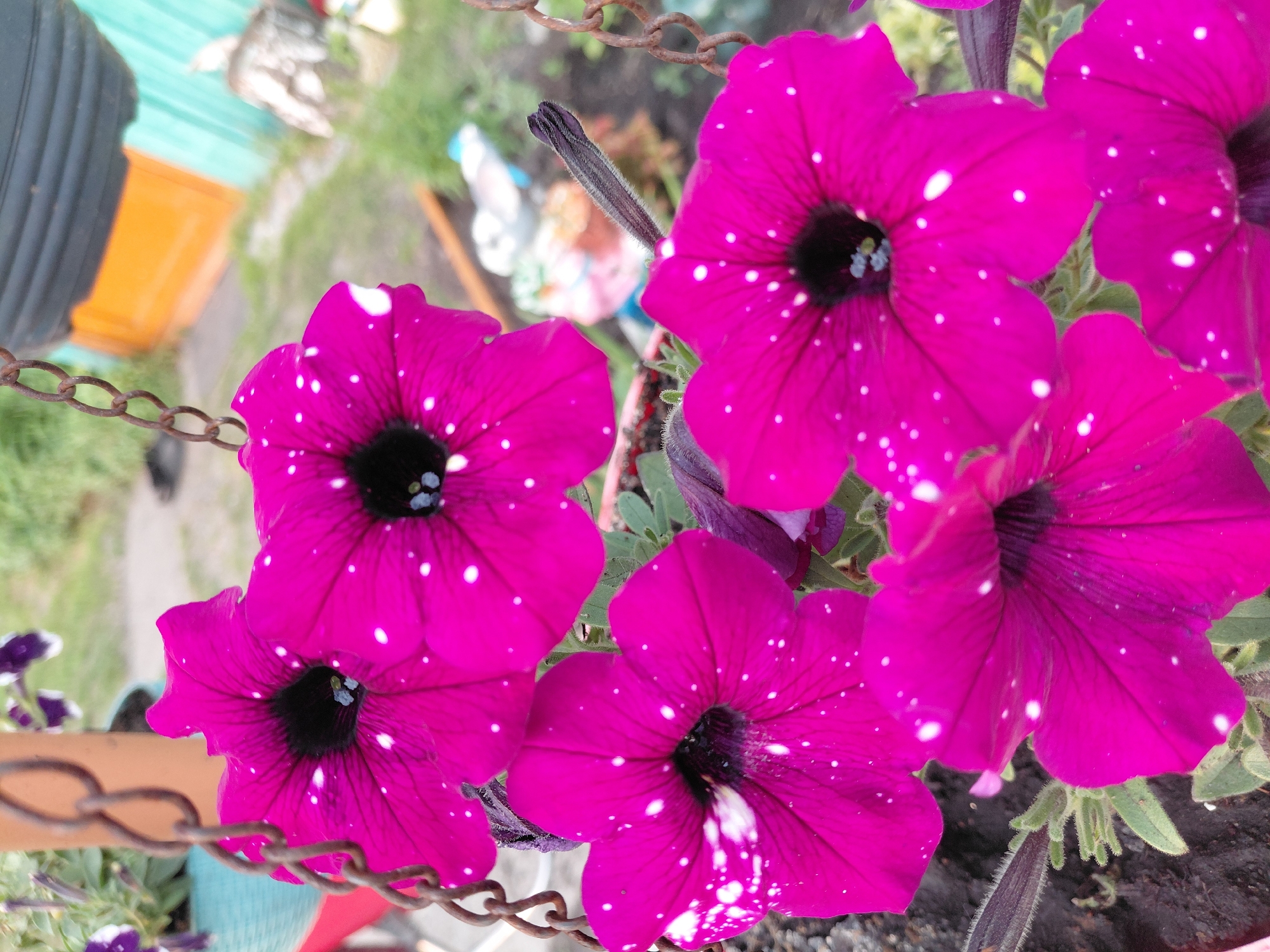 The image shows a close-up, slightly overhead view of several vibrant fuchsia petunia flowers with black centers and white speckles. The flowers are in bloom and appear to be hanging, supported by a rusty metal chain that is partially visible in the foreground and upper right. The background is blurred, but suggests an outdoor setting with greenery and structures, possibly a backyard with a teal and orange building visible. There are no people or animals in the image. The scene is focused on the detail and color of the flowers. The location in Novoselovo, Russia, is not visually discernible from the image content.