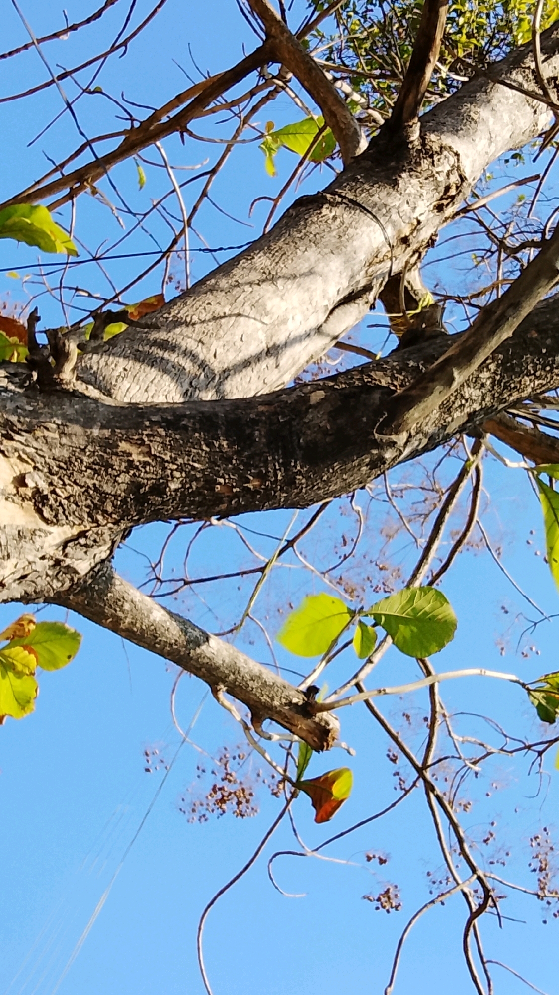 The image depicts a close-up, low-angle view of a tree with rough bark and branches against a clear blue sky. Several green leaves are visible, as are some small, brown seed clusters. The texture of the tree bark is prominent, showing cracks and a mottled gray and brown coloration. The branches are varied in thickness, with some bare and twiggy, and others thicker and more substantial. The lighting suggests it is daytime, with shadows cast across the bark from unseen foliage or other branches. The overall impression is one of natural detail and a focus on the structure of the tree. No people, animals, or man-made objects other than the implied presence of the tree itself are discernible in the frame. The location is identified as Dahanrejo, Indonesia.
