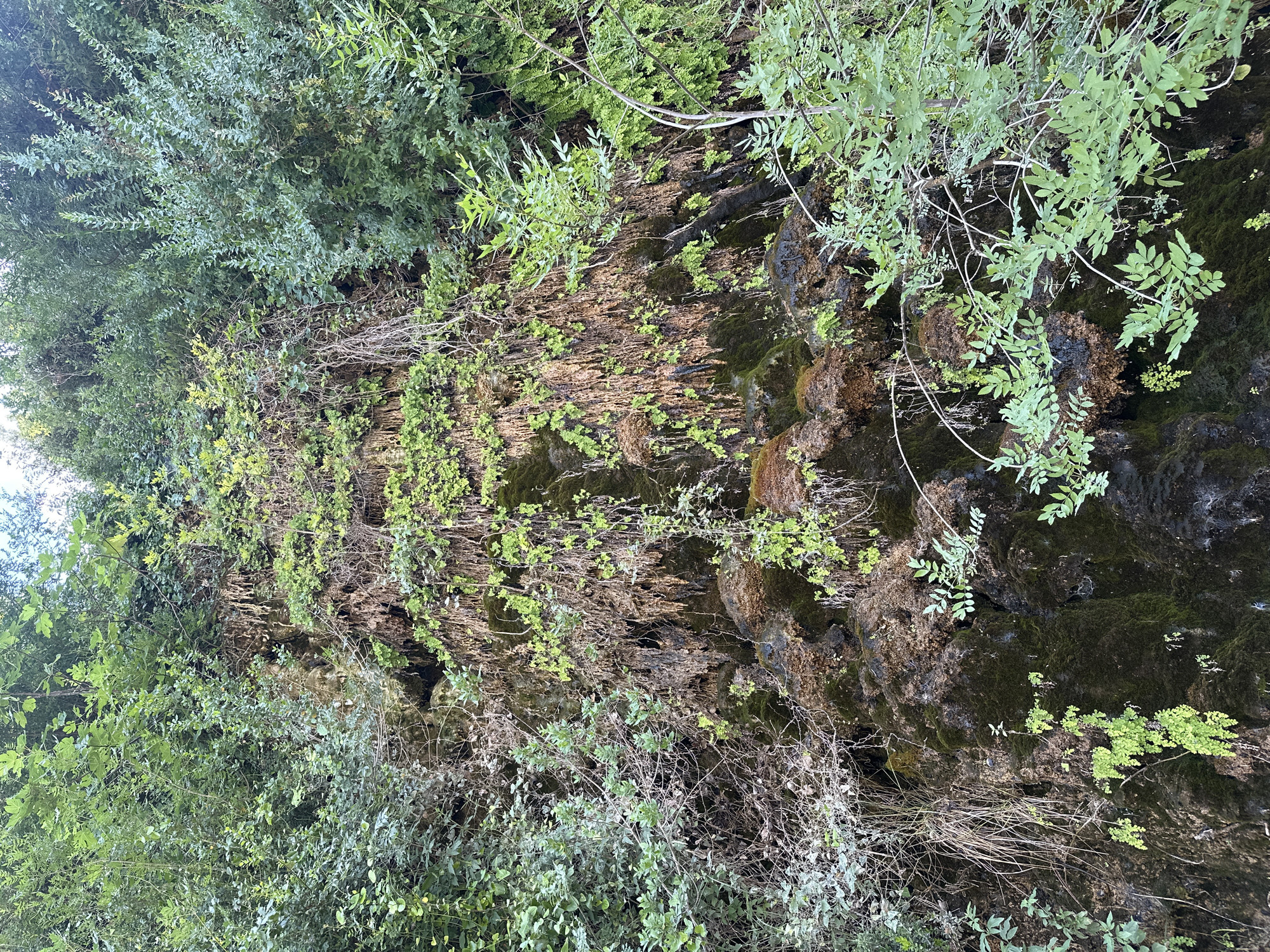 The image displays a rocky cliff face covered in various forms of vegetation. Lush green leaves and branches from trees and shrubs dominate the foreground and upper portions of the scene, creating a dense canopy. These plants hang over the rock face, some reaching down towards the viewer. The rock itself is textured and appears damp in places, with patches of moss and smaller green plants growing directly on its surface. Thin, dried branches and vines are also interspersed throughout the foliage and rock, adding to the wild, overgrown appearance. The lighting suggests it is daytime, with natural light illuminating the scene. There are no people or specific objects visible, and the image captures a natural, rugged outdoor setting, likely a forest or a ravine. The overall impression is one of untamed nature.