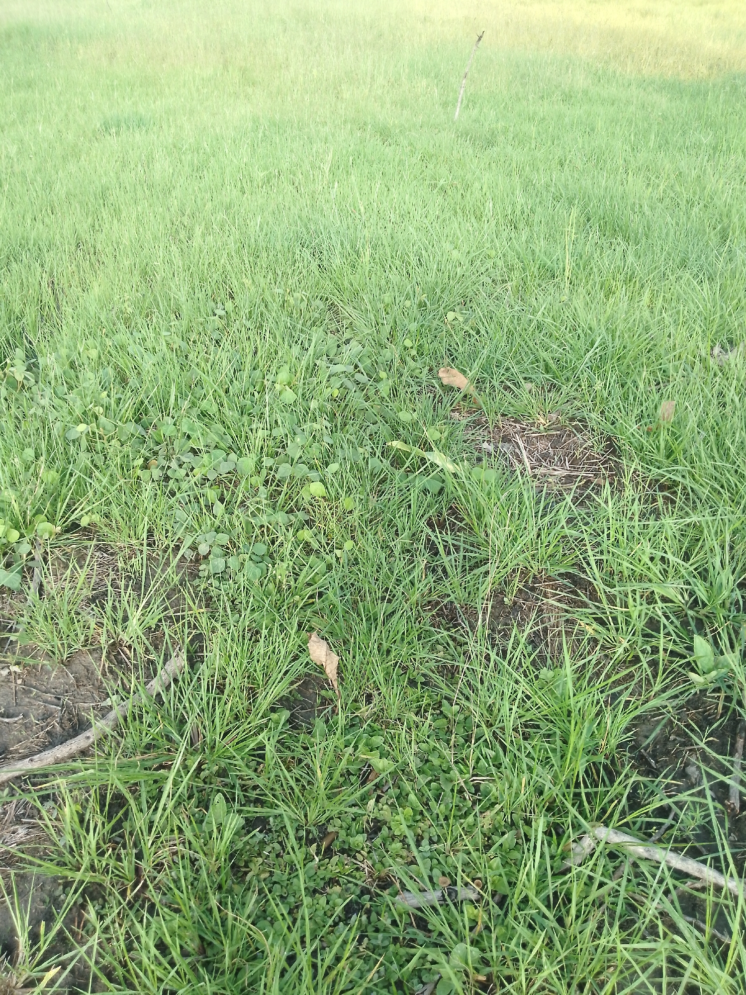 The media file shows a close-up view of a grassy field in Serti, Nigeria. The grass is lush and green, with some patches of clover and dry leaves scattered throughout. The ground beneath the grass is visible in some areas, showing dark soil and a few small twigs. The scene is set outdoors, with the soft, diffused lighting suggesting it is either early morning or late afternoon. The weather appears to be calm and pleasant, with no signs of wind or rain. There are no people or animals visible in the image, and no text is present. The overall impression is one of a natural, tranquil setting.