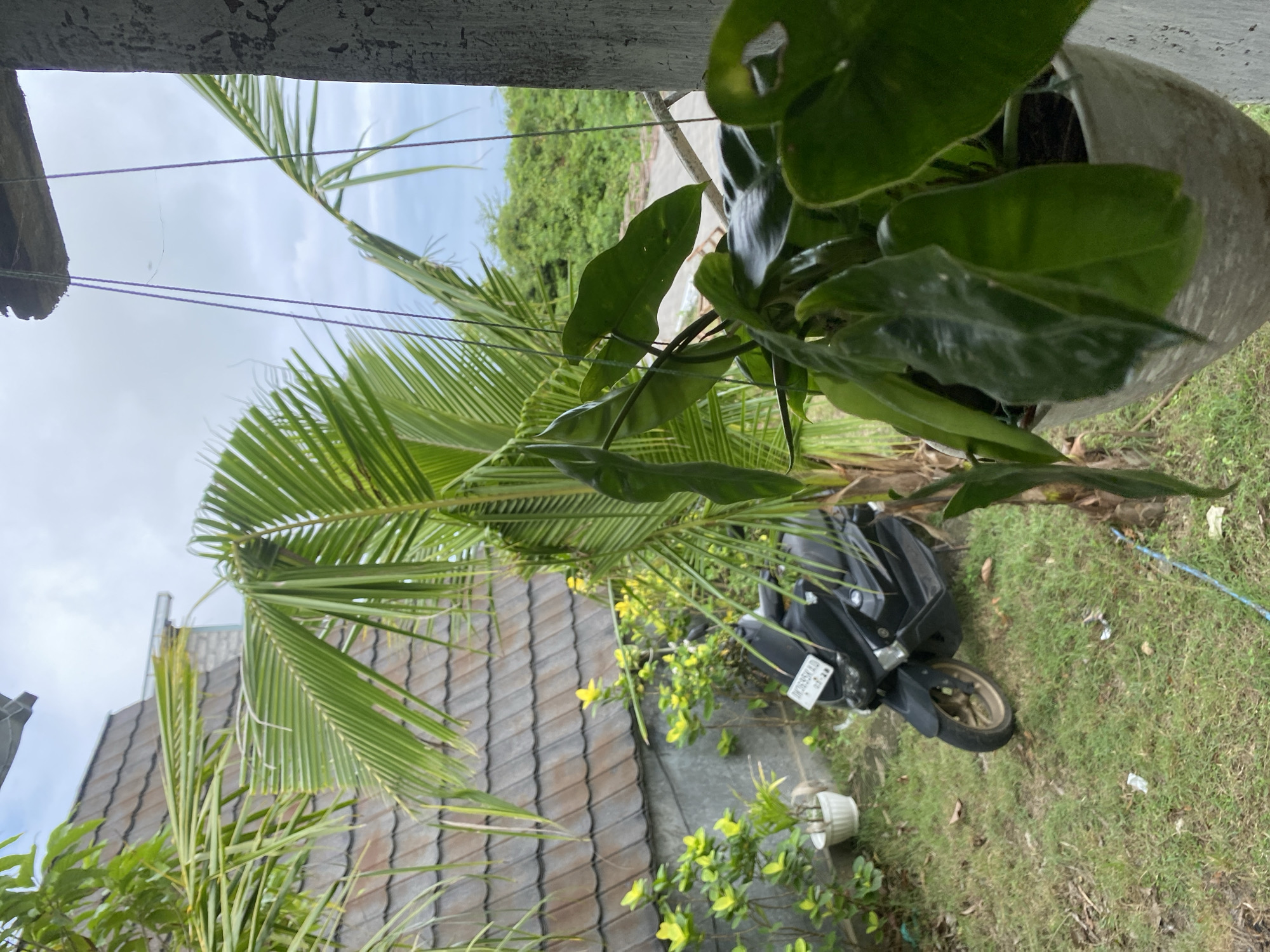 The image shows an outdoor scene in Kuta Selatan, Indonesia, on a cloudy day. In the foreground, a large potted plant with broad, dark green leaves hangs from thin wires. To the left and behind the plant, a coconut palm with its characteristic fronds is visible, with its trunk partially obscured.
Further in the background, a black scooter is parked on a patch of green grass. The scooter has a white license plate with black lettering that reads "DK2695KAD". Next to the scooter, there are some potted plants, one of which has small yellow flowers and light green leaves, in front of a building with a brown tiled roof. Beyond the building and plants, dense green vegetation is visible under a cloudy sky. The overall environment appears to be a residential or communal outdoor space with a mix of vegetation and parked vehicles.
