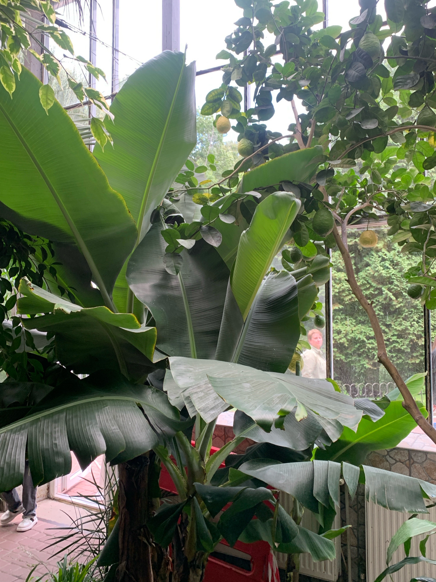 A vertical, medium shot captures an indoor botanical setting with lush green foliage, primarily large banana leaves dominating the foreground. To the right, a citrus tree with green fruit is visible. Behind the plants, through large glass panes, an outdoor scene of greenery is apparent, with a person's reflection in the glass showing them looking towards the viewer. The floor appears to be tiled in terracotta and grey. The overall impression is of a vibrant greenhouse or conservatory. The prompt mentions Lviv, Ukraine, but there are no specific visual cues within the image to confirm this location.