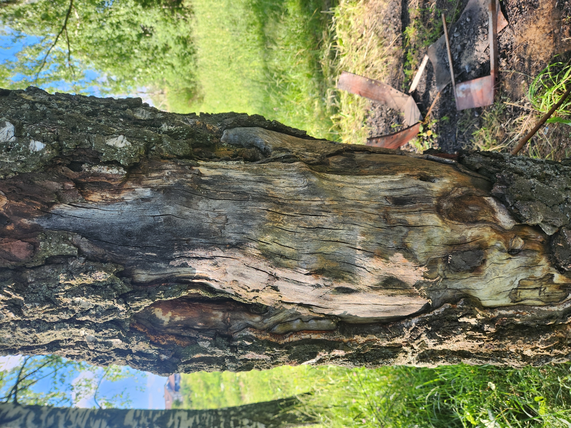 This media file is a photograph featuring the textured bark of a tree trunk in the foreground, oriented vertically. The bark is rough and weathered, with variations in color ranging from dark brown to lighter, almost greyish tones, and patches of green moss. The wood grain beneath the bark is clearly visible, showing a rough, uneven surface.
In the background, a blurred scene of a grassy area can be seen. Sunlight filters through, suggesting a daytime setting, likely outdoors. There are hints of green foliage and blue sky above, indicating a natural environment. To the right of the trunk, some metal objects, appearing to be pieces of burnt metal or equipment, are visible lying on the ground amidst the grass and dark soil. The overall scene suggests an outdoor, possibly rural or natural setting, with some signs of past human activity or debris. There is no visible text in the image. The perspective is close-up on the tree trunk, with the background out of focus. The orientation of the photograph is such that the tree trunk appears to be lying horizontally.