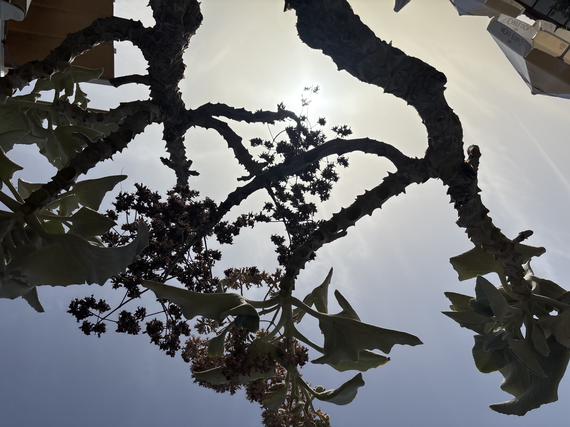 The image is a low-angle shot looking up at a large, spiky plant or tree against a bright sky. The plant's branches are thick and gnarled, covered in sharp projections. Large, light-green leaves, some curled and wavy, sprout from the branches. In the background, the sun is visible, partially obscured by the plant's foliage, creating a bright glare. The sky is a pale blue. To the lower right, the tops of two white umbrellas are visible, with one showing text that appears to be "CARTE D'OR". The scene suggests an outdoor setting, possibly a garden or patio area, in the city of Orihuela, Spain, given the context. There are no people or animals visible in the frame. The lighting indicates it is daytime, likely late morning or afternoon.