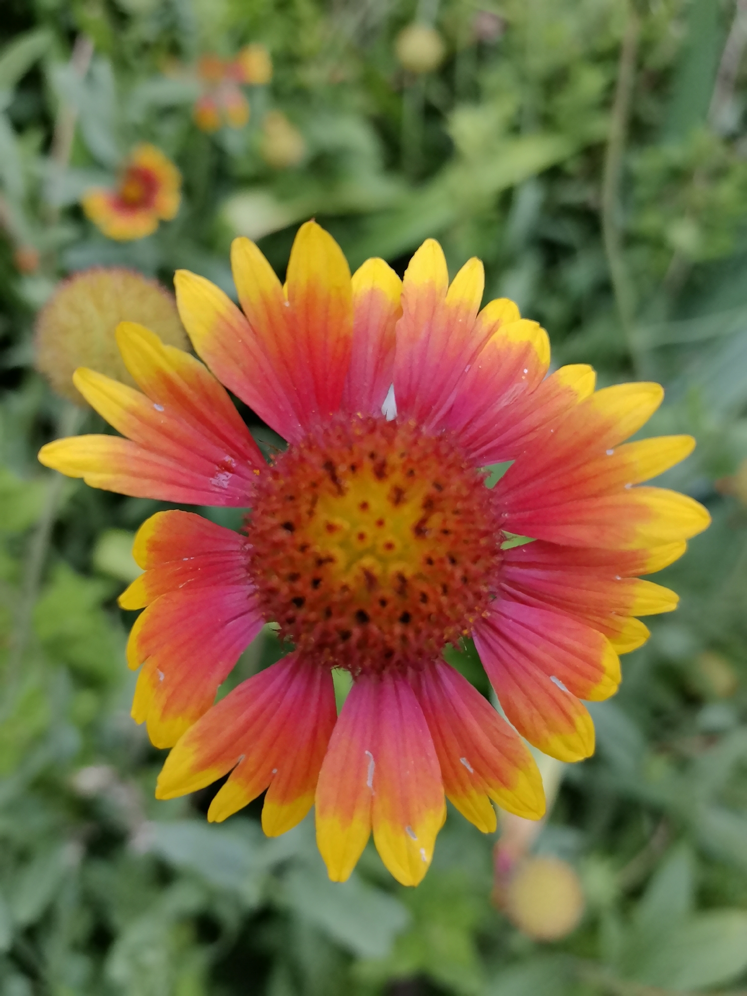The image shows a close-up of a Gaillardia flower, also known as Blanket Flower, in a garden setting. The flower has vibrant petals that transition from deep red at the center to bright yellow at the tips. The center of the flower is a disc of numerous small, dark florets. The background consists of blurred green foliage, suggesting an outdoor environment. There are no people visible in the image, and no specific actions or interactions are depicted. The scene is a naturalistic, unposed photograph of a single blooming flower. No specific location in Kazan, Russia, can be determined from the image itself; it is a generic garden scene.
