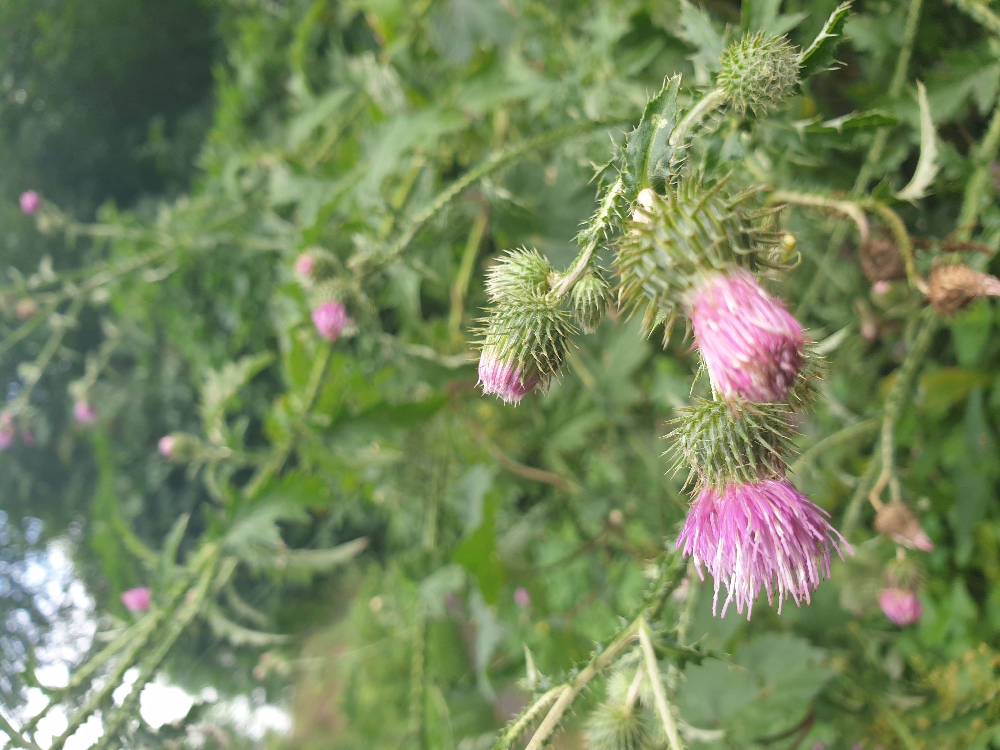 This is a close-up, vertical, eye-level shot of several thistle plants in bloom, with their characteristic spiky green buds and fluffy pink-purple flowers. The foreground is dominated by two prominent thistle flowers, with their petals unfurling outwards, appearing delicate against the thorny buds. The plants are set against a backdrop of lush green foliage, suggesting an outdoor, natural environment. The lighting appears to be natural daylight, with soft shadows. There are no people or animals visible in the image. The location is identified as Lozovyi Yar, Ukraine, which is a rural area known for its natural landscapes. The overall impression is one of nature's resilience and beauty in a somewhat wild setting.