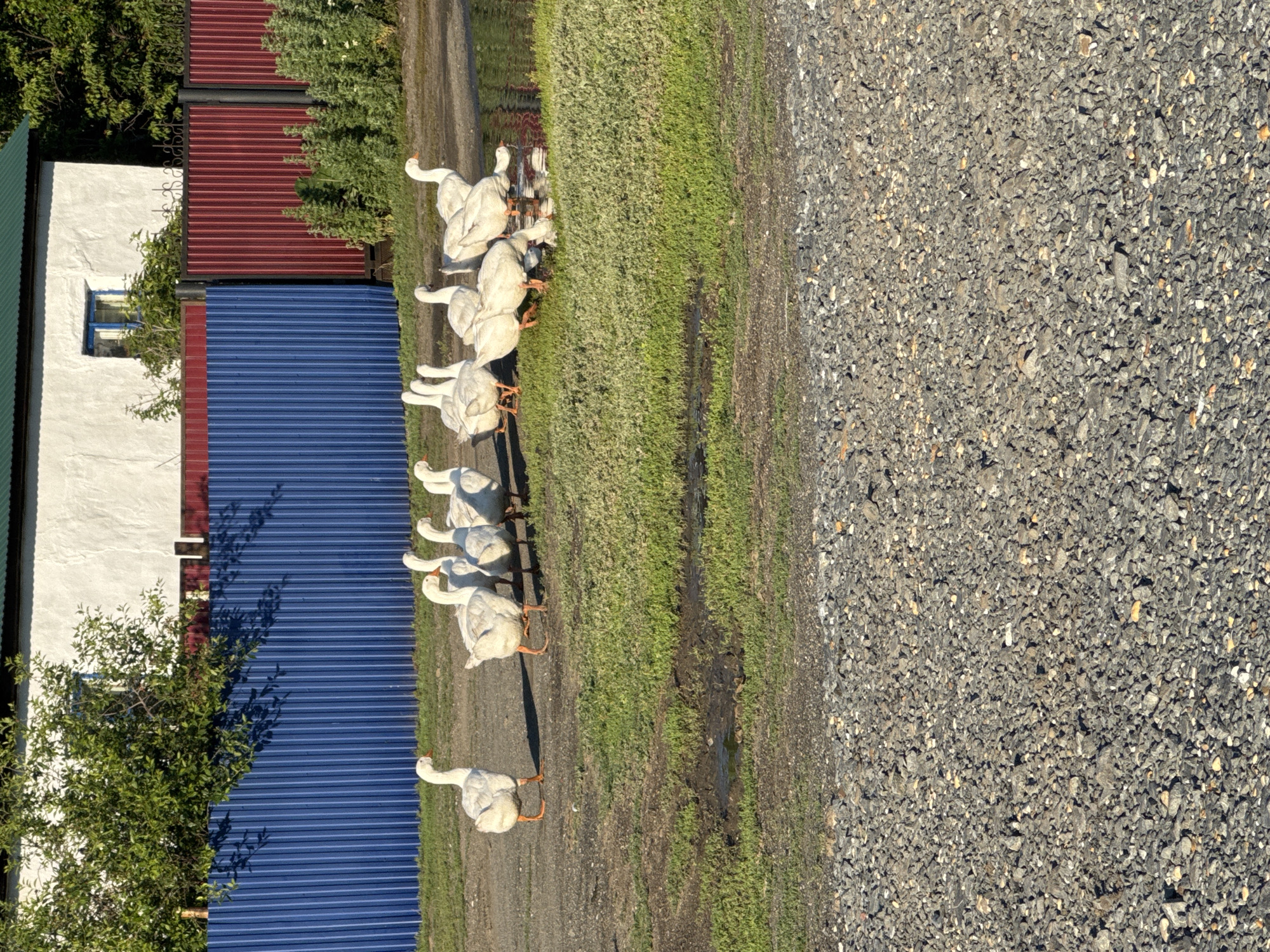 A flock of white geese is gathered near a body of water in Starokhalilovo, Russia. The geese are standing and feeding on the grassy area and in the shallow water. In the background, a white building with a green roof is visible, and a blue and red corrugated metal fence runs across the scene. The ground in the foreground is covered with gravel.