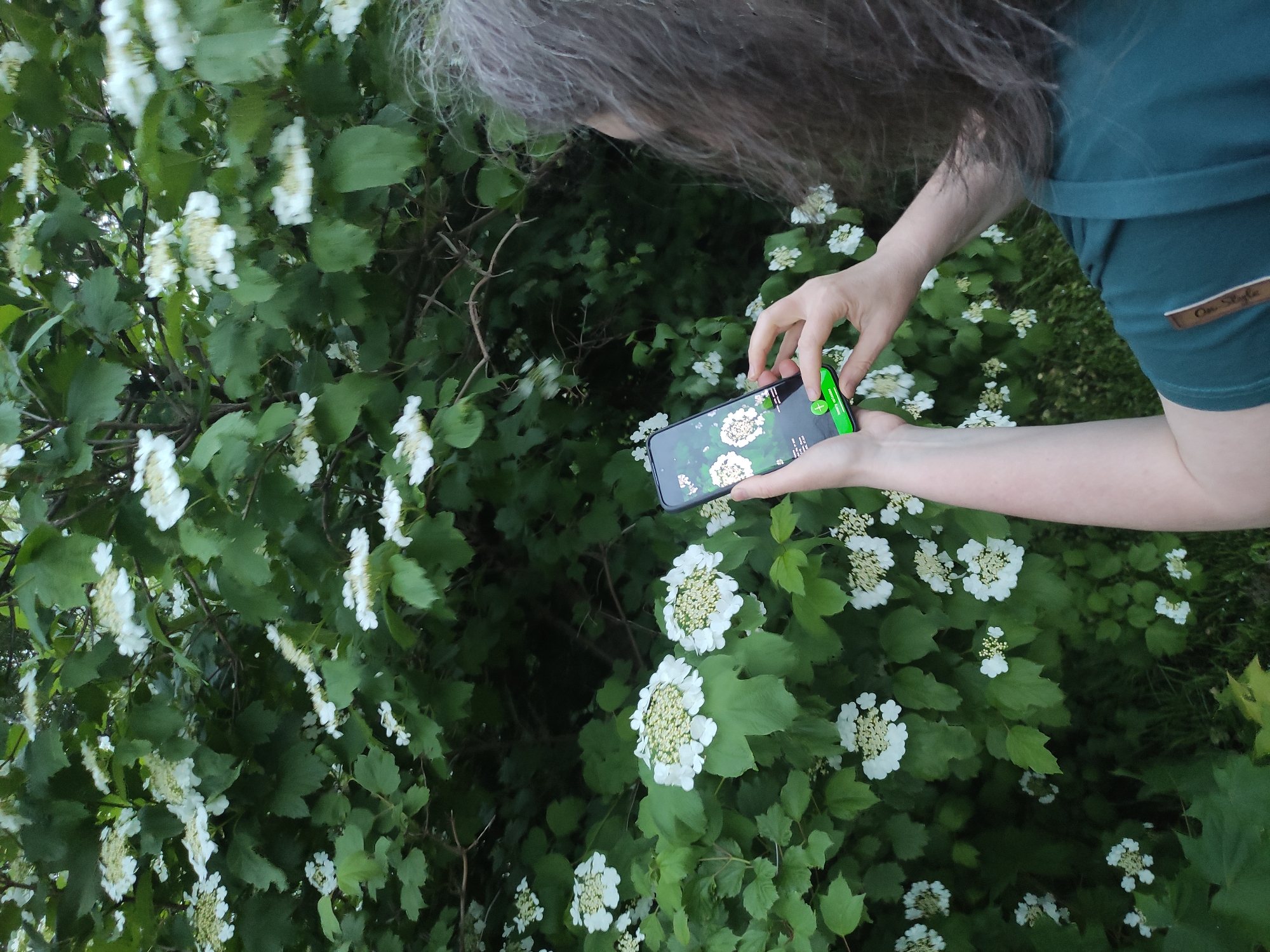 A woman with long, gray hair wearing a dark green top is using a smartphone to take a picture of a bush with white flowers. The phone's screen shows a close-up image of similar flowers. The background is a dense cluster of green leaves and white flowers, suggesting an outdoor location with abundant vegetation. The woman is positioned to the right of the frame, holding the phone up to the flowers. It is not possible to conclusively verify the location as Moscow, Russia, from the image alone.