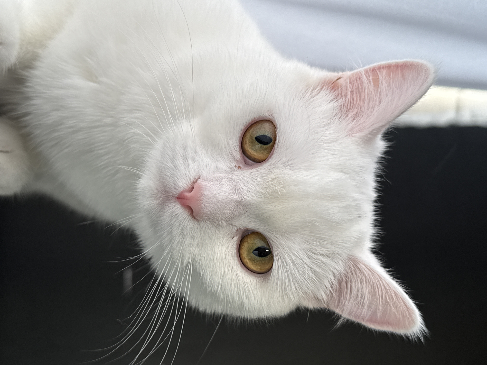 The image is a close-up, low-angle shot of a white cat's face. The cat is lying down, with its head tilted and facing the viewer. Its fur is pure white, and its ears are tipped with a faint pink hue. The cat has striking, light amber eyes with black pupils. Its nose is a soft pink, and long white whiskers fan out from its muzzle. The background is dark and out of focus, with some lighter elements suggesting a soft, diffused light source. The overall impression is one of gentle curiosity, as the cat seems to be observing something just out of frame. The lighting is soft, with no harsh shadows, indicating it might be indoors or in an overcast environment. No text is visible in the image.