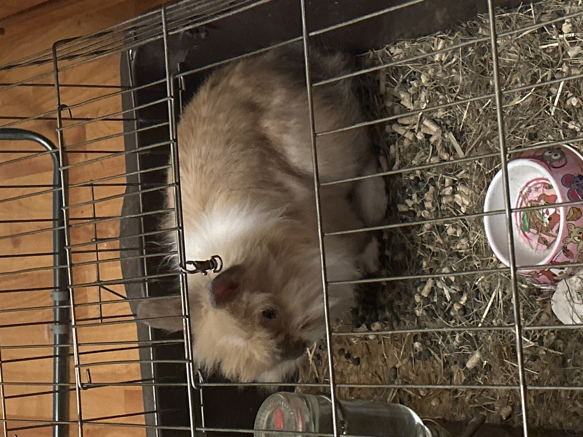 An indoor, slightly overhead shot captures a light brown and white furry animal, most likely a rabbit or guinea pig, resting inside a metal wire cage. The animal is nestled into a bed of hay and wood shavings, with its head visible on the left, looking towards the left side of the frame. Its face and neck show prominent white fur, contrasting with the light brown and beige fur covering its body.
The cage features silver-colored metal bars and a dark tray forming its base. A small, light-colored ceramic bowl, decorated with cartoon characters, is visible on the bedding to the right. Part of a clear water bottle with a red stopper/dispenser is visible in the bottom-left corner of the cage. A metal latch or hook is attached to the cage bars near the animal's head.
The background behind the cage shows a warm-toned wooden surface, suggesting a wall or floor. The lighting appears soft and indirect. No discernible text is visible on any objects within the frame. The animal appears calm and at rest within its enclosure. This scene is located in Sofia, Bulgaria.