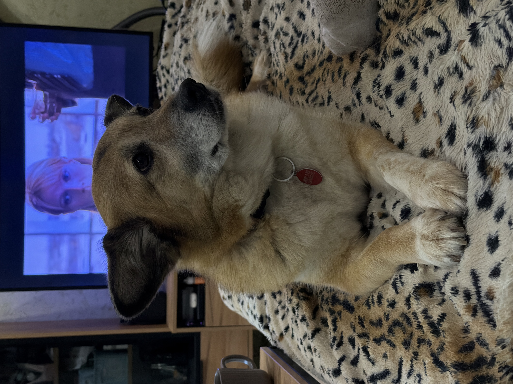 A tan and white dog with large ears is lying down on a leopard-print blanket in front of a television screen. The dog is looking to the right with its front paws crossed. A red tag is attached to the dog's collar. On the left side of the image, a grey mug is on a table. In the background, a television displays a scene with a woman and a glass. A shelf unit is also visible behind the television. The scene appears to be indoors, likely a living room, in Petropavlovsk-Kamchatsky, Russia.