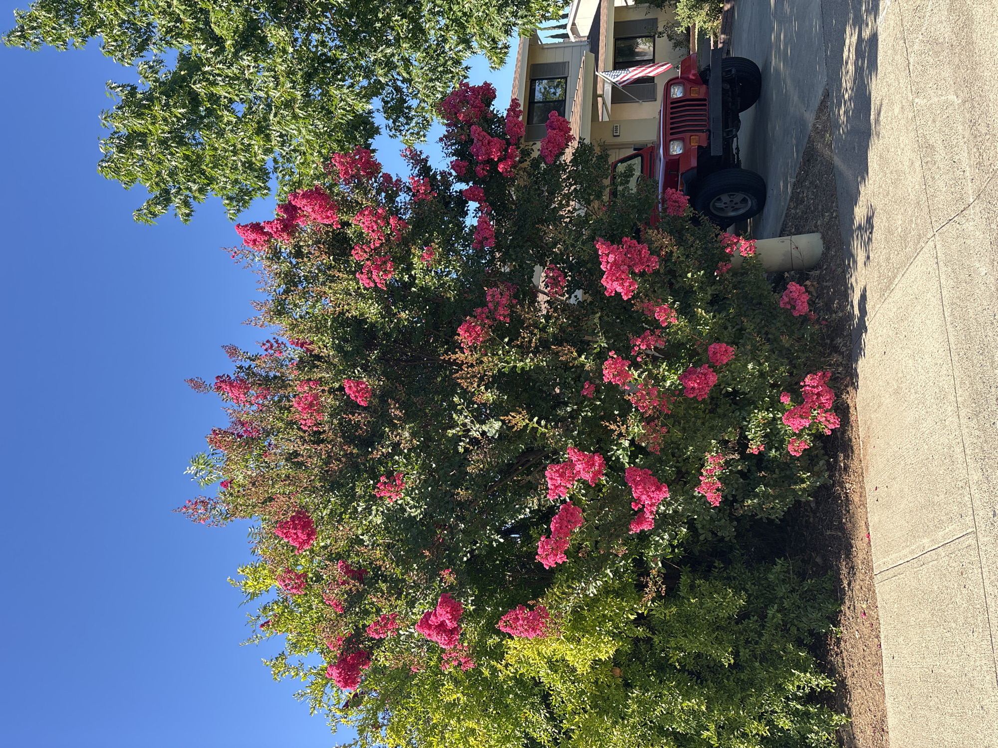 The image captures a vibrant outdoor scene on a bright, sunny day. In the foreground, a paved sidewalk runs horizontally across the bottom of the frame. To the left of the sidewalk, a lush green bush with yellow-green foliage is situated. Dominating the center is a large crape myrtle tree in full bloom, its branches laden with clusters of bright pink flowers.
Behind the crape myrtle, a red Jeep Wrangler is parked in a driveway. The Jeep is facing towards the left side of the image, and its front end is clearly visible. Behind the Jeep and to the right of the crape myrtle, a two-story house with beige siding and dark-trimmed windows stands. An American flag is prominently displayed on the front of the house, just above the garage door. Two mature green trees with dense foliage are visible behind and to the right of the crape myrtle, casting dappled shadows on the driveway. The sky above is a clear, deep blue. The location is identified as Fair Oaks, United States, suggested by a sign on the house with the address "6906".