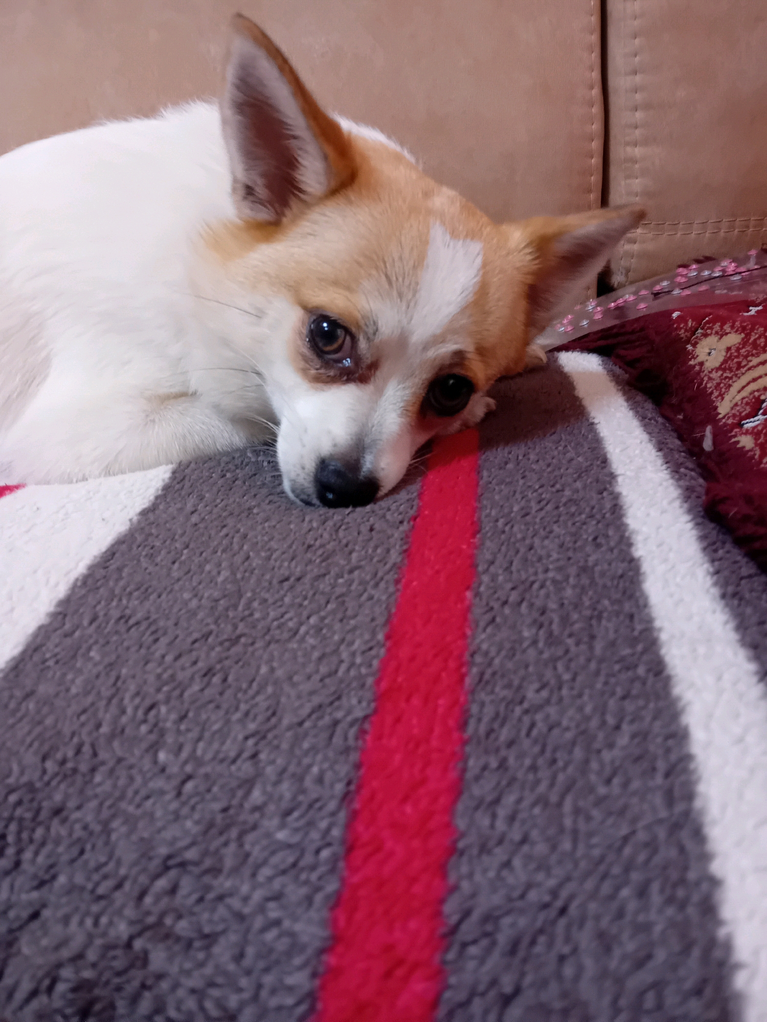 A close-up shot captures a small, white and tan dog lying down on a blanket with red, white, and gray stripes. The dog is looking towards the camera with its head resting on the blanket. The background appears to be a couch. The image is well-lit, but the focus is primarily on the dog and the blanket. There is no discernible location in Chuhuiv, Ukraine, indicated in this image.