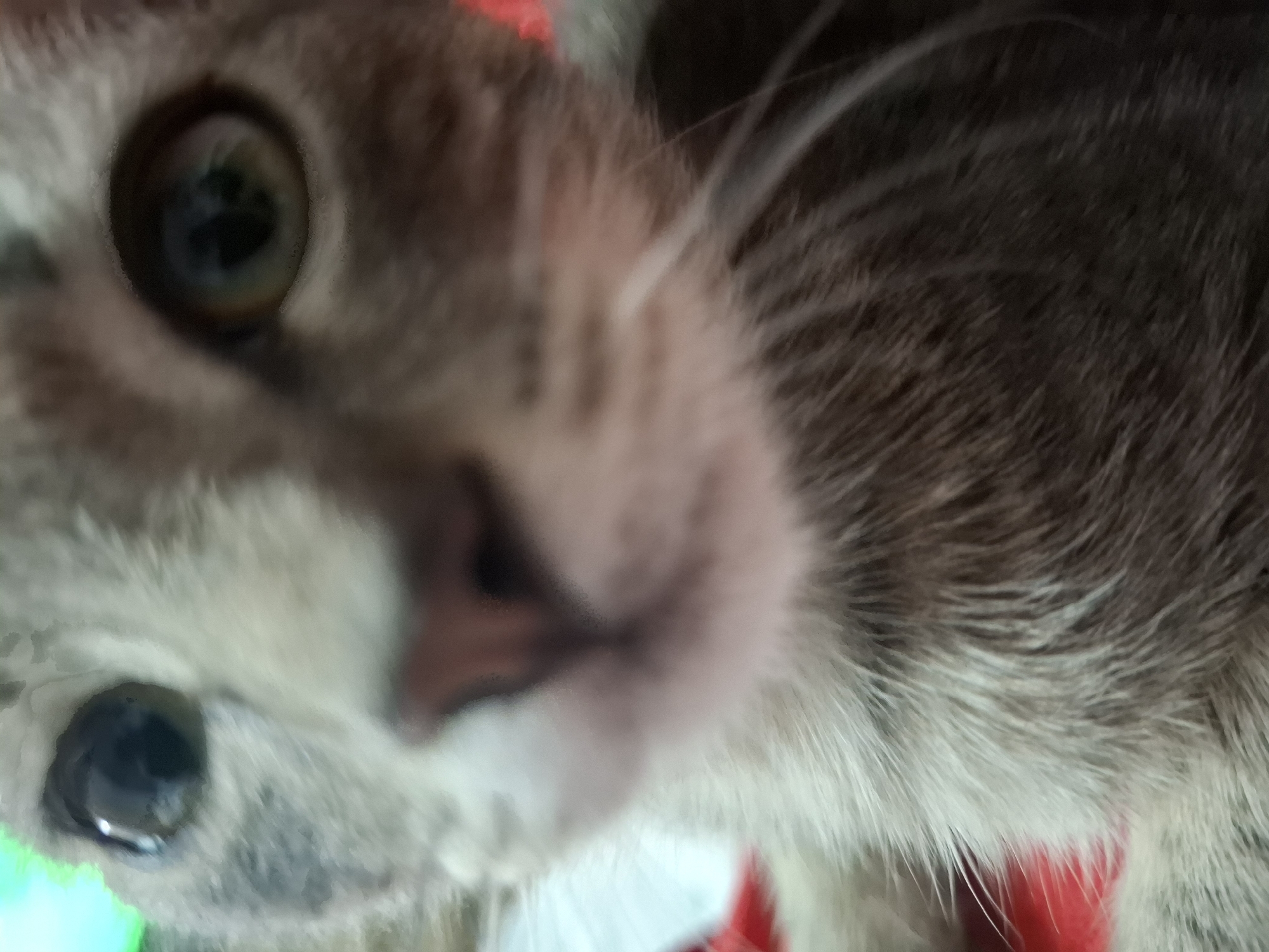 A close-up, low-angle, and slightly out-of-focus shot captures the face of a young, grey tabby kitten. The kitten's left eye, partially obscured by fur, is dark and round with a reflective highlight. The right eye is more visible, showing a greenish-brown iris. Its nose is pinkish-brown and appears wet. The fur is short and soft, with faint tabby markings visible on its forehead and cheeks. The background is blurred, with hints of green and red, suggesting an indoor setting. There is no visible indication of the kitten's location in Dubăsarii Vechi, Moldova.