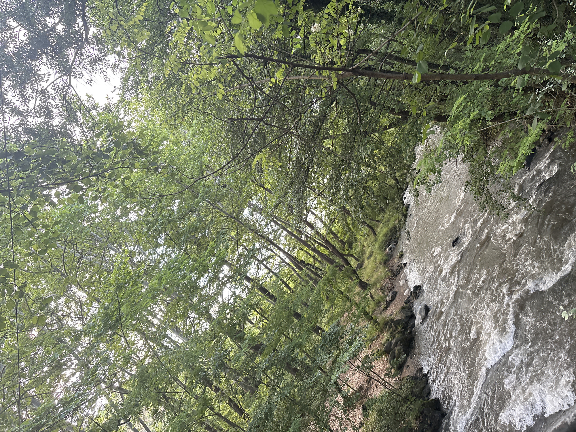 This image captures a vibrant natural landscape featuring a flowing river nestled within a dense forest. The river occupies the right side of the frame, its water appearing swift and turbulent, characterized by numerous whitecaps and ripples. The water has a light brown or greyish hue. The banks of the river are steep and heavily vegetated with rocks, grass, and various green plants.
The left side and upper portion of the image are dominated by a thick canopy of deciduous trees. Their branches interlace, forming a dense overhead cover of lush green leaves in various shades. Sunlight filters through the leaves, creating bright patches and illuminating parts of the foliage, indicating it is daytime. The sky is largely obscured by the tree canopy, but visible patches suggest a bright, clear day.
No people or man-made objects are visible, emphasizing the untouched, wild beauty of the scene. The overall impression is one of natural tranquility and verdant abundance, characteristic of a river valley or gorge. This scene is located in Parvenets, Bulgaria. There is no visible text in the image.