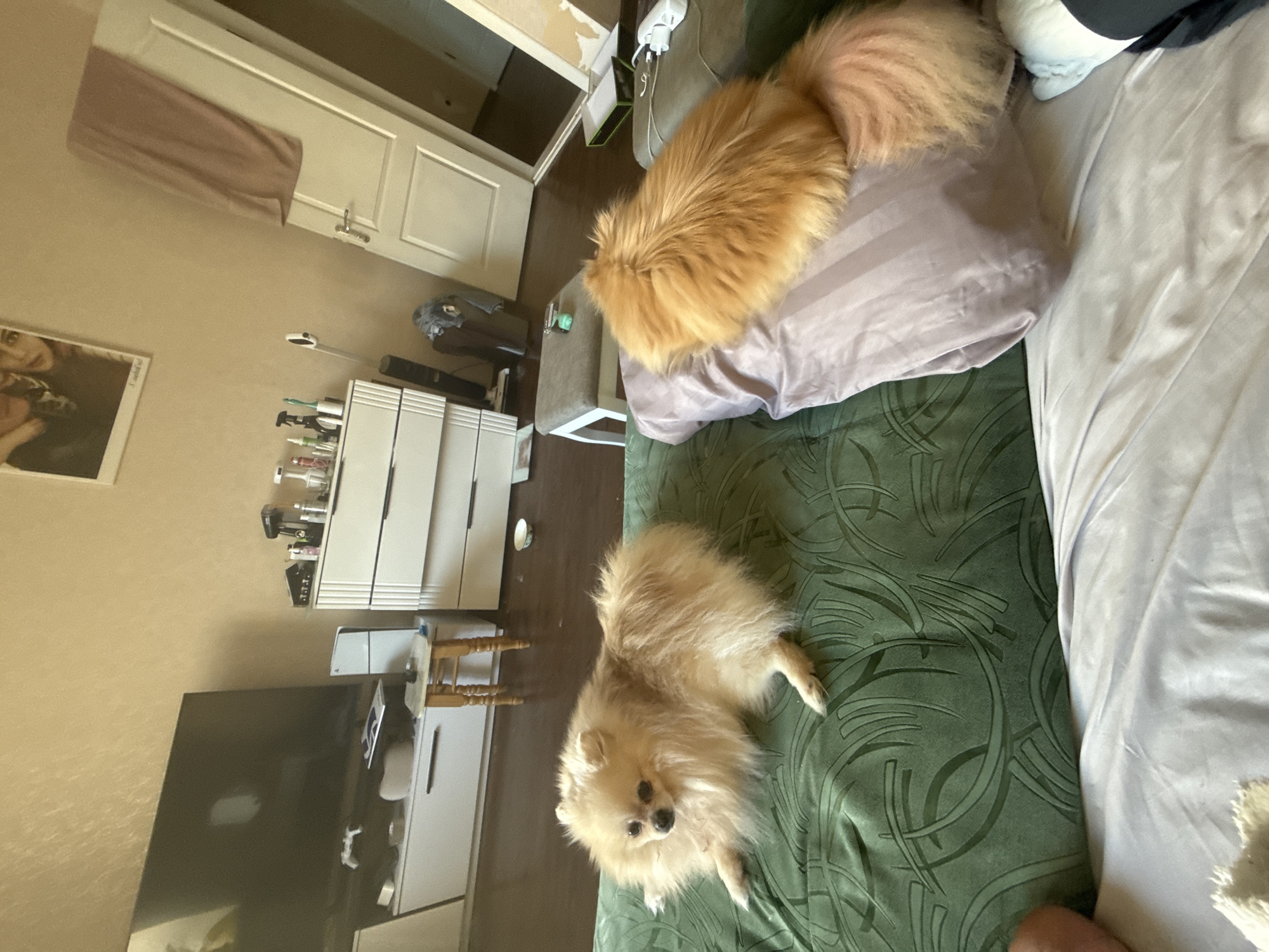 Two Pomeranian dogs are on a living room couch. The dog on the left is light tan and lying on its side, facing left. The dog on the right is orange and is lying on a pillow, facing away from the camera. The couch is green and has a leaf-like pattern. In the background, there is a television, a dresser, a door, and a window. The room is lit by natural light.