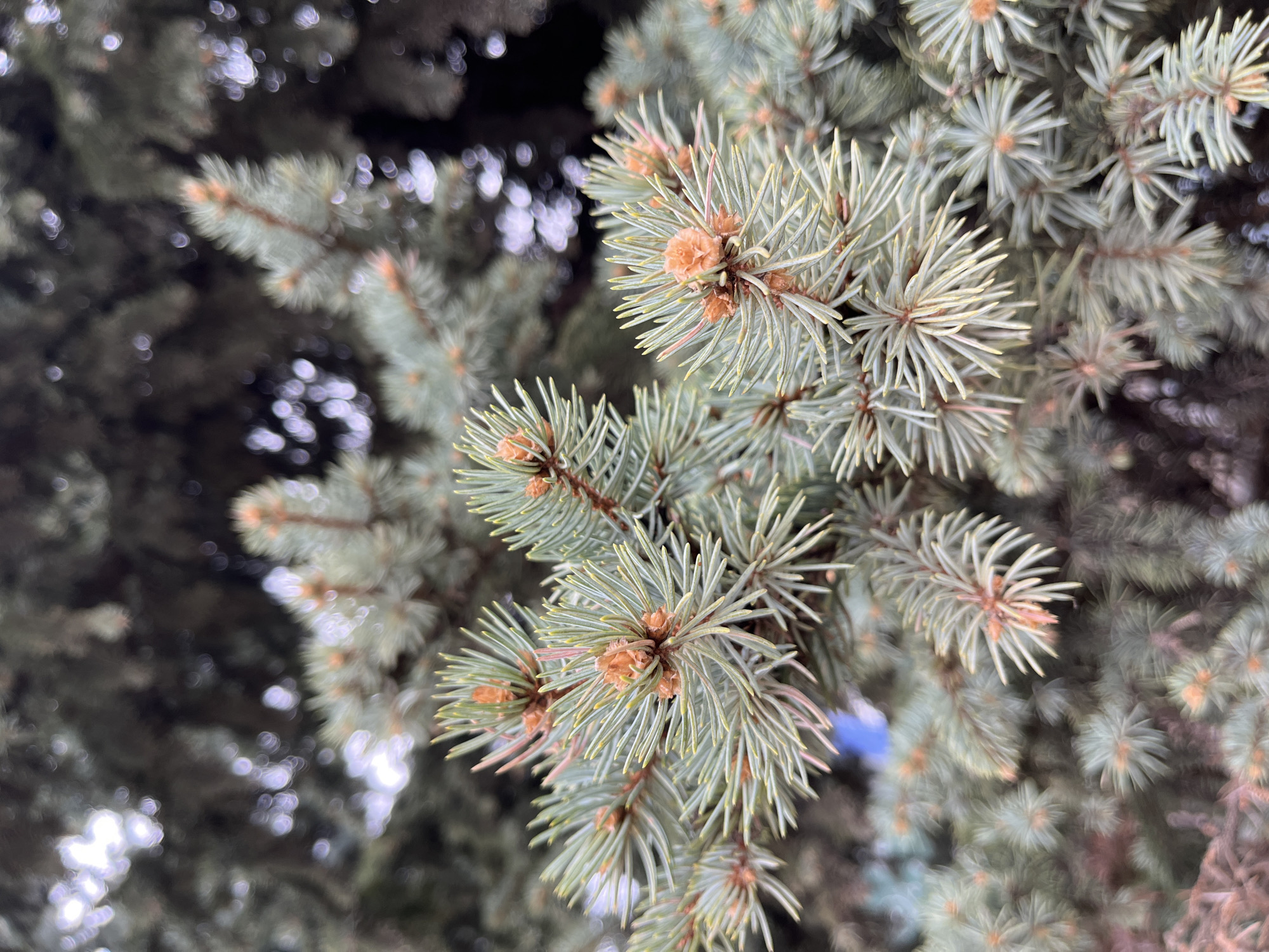 A close-up photograph shows branches of a blue spruce tree. The needles are sharp and pale green-blue in color. Small, light-brown buds are visible at the ends of the twigs. The background is blurred, with some areas appearing darker and out of focus, while other parts show bokeh effects suggestive of sunlight filtering through foliage. The exact location within the city of Moscow, Russia, cannot be determined from the visual information provided.