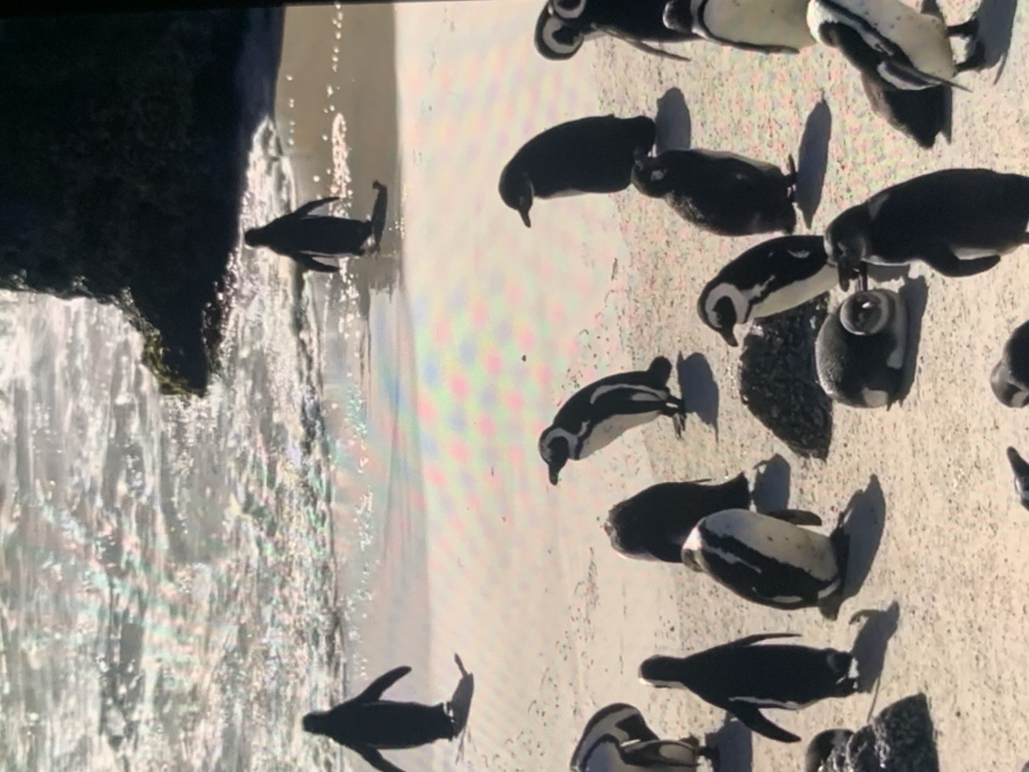 A group of penguins are gathered on a sandy beach, with the ocean waves lapping at the shore in the background. The penguins are of various sizes and are positioned in different stances, some standing and others appearing to be sitting or waddling. The sun is casting shadows on the sand, indicating it is daytime. There are rocks and vegetation visible in the background on the right side of the image. The scene depicts a natural habitat for penguins. This image is not located in Stavropol, Russia.
