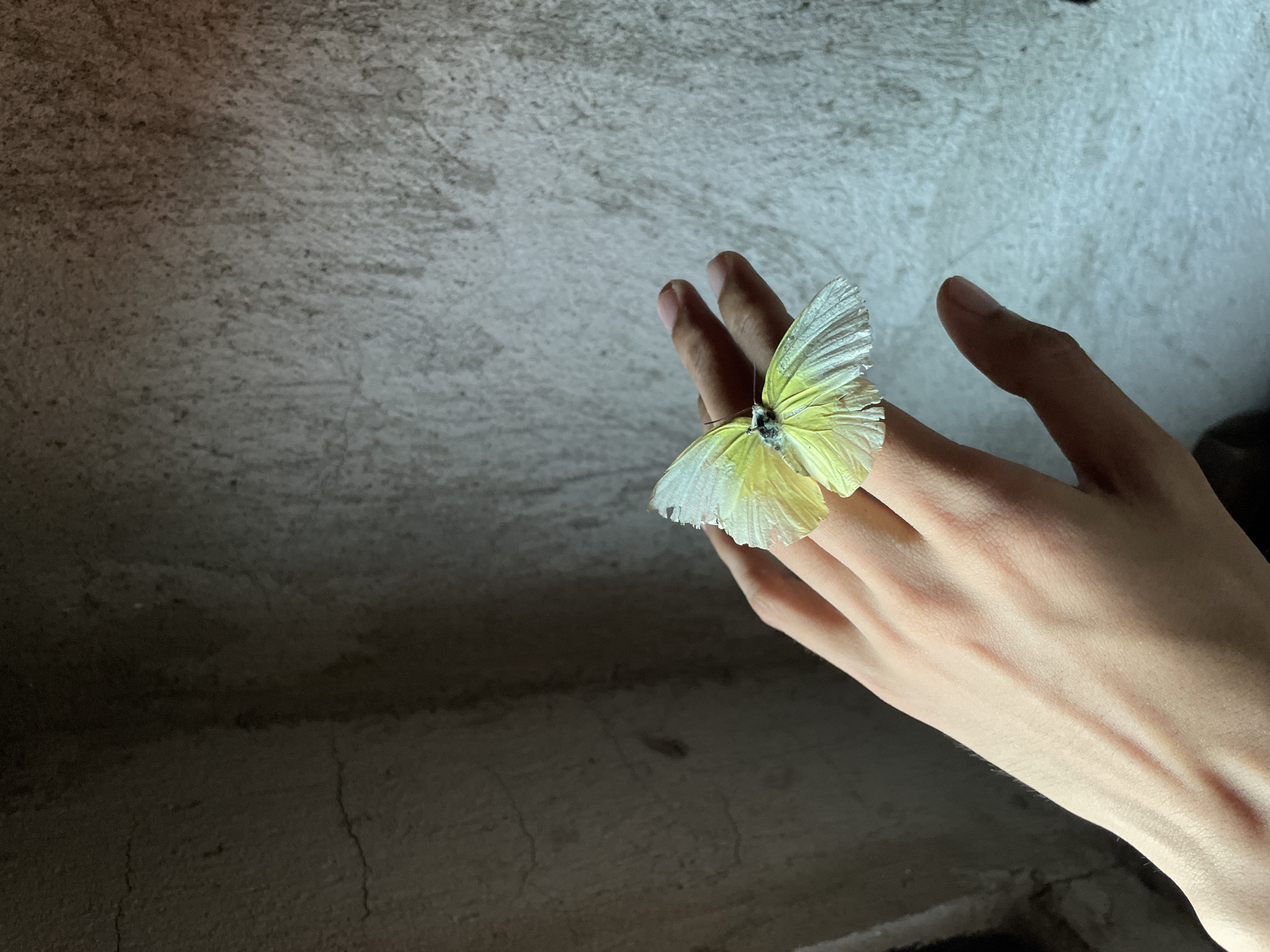 The image presents a close-up view of a human hand gently holding a butterfly, set against a textured background. A slender hand, appearing to be a right hand, is positioned with its palm facing downwards. Resting delicately on the back of the middle finger is a butterfly, its wings largely open. The butterfly features light yellow coloration, with hints of white on the outer edges of its wings, which show some minor wear.
The background is a rough, uneven surface, resembling concrete or a similar wall or ceiling texture. It transitions from a lighter, illuminated tone in the upper right quadrant to a darker, shadowed area towards the lower left. This directional lighting suggests an indoor setting or a sheltered outdoor space, potentially during evening hours or within a dimly lit room, as there is no indication of broad daylight.
The scene captures a peaceful and intimate moment of connection with nature. The butterfly appears still and undisturbed on the person's hand. No specific activity beyond this gentle interaction is depicted. There are no visible location cues within the image itself to pinpoint its exact setting beyond the provided context of Davao City, Philippines, and no text is visible. The overall mood is one of quiet contemplation or wonder.
