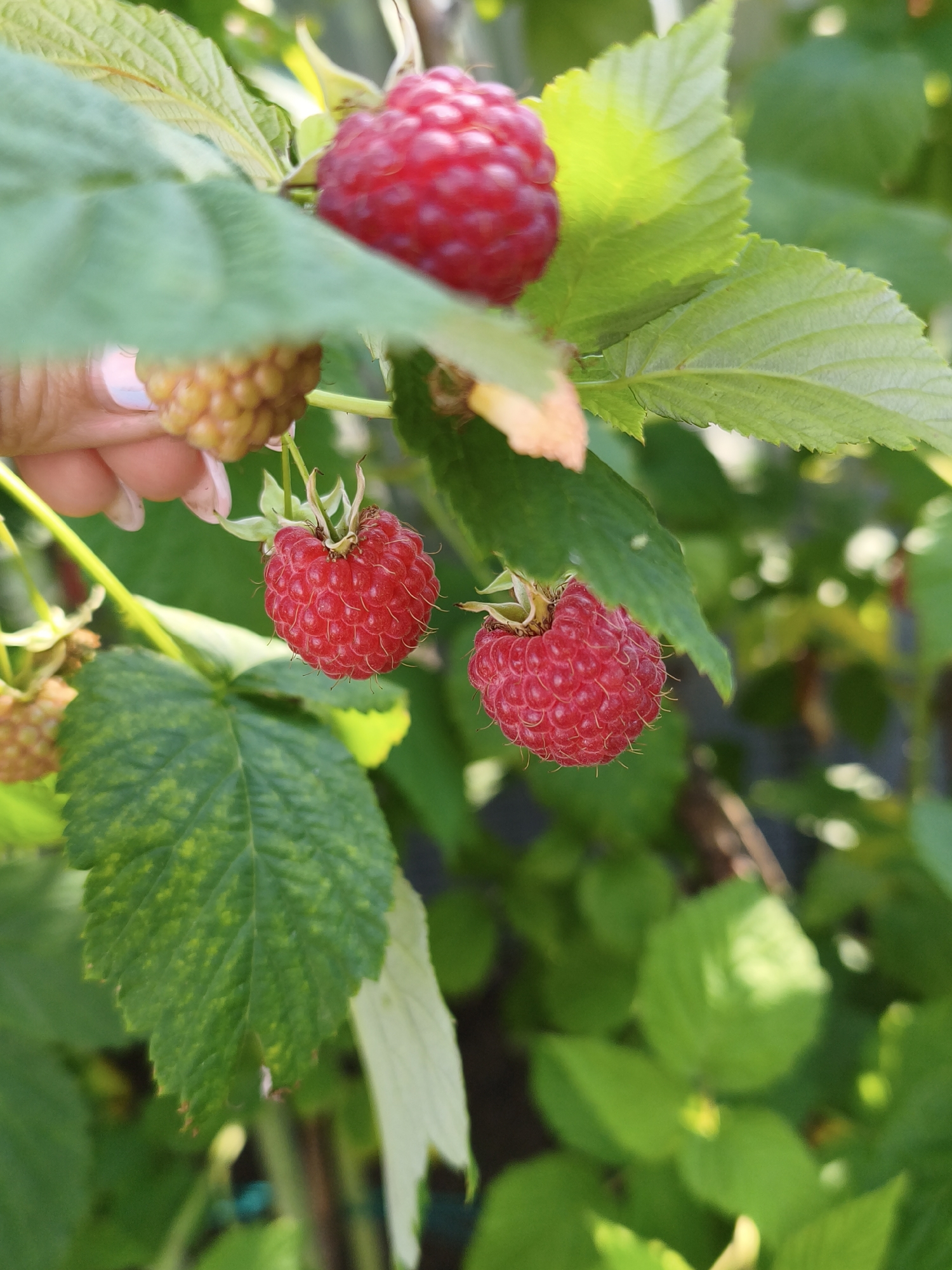 A close-up, eye-level shot captures ripe red raspberries hanging from a branch, some still partially green. One hand, with pink-painted fingernails, is visible near a cluster of unripe, yellow raspberries. The background is filled with lush green foliage and out-of-focus green and yellow lights, suggesting an outdoor setting with natural light. The image appears to be taken in the city of Chaikovsky, Russia, likely in a garden or allotment.