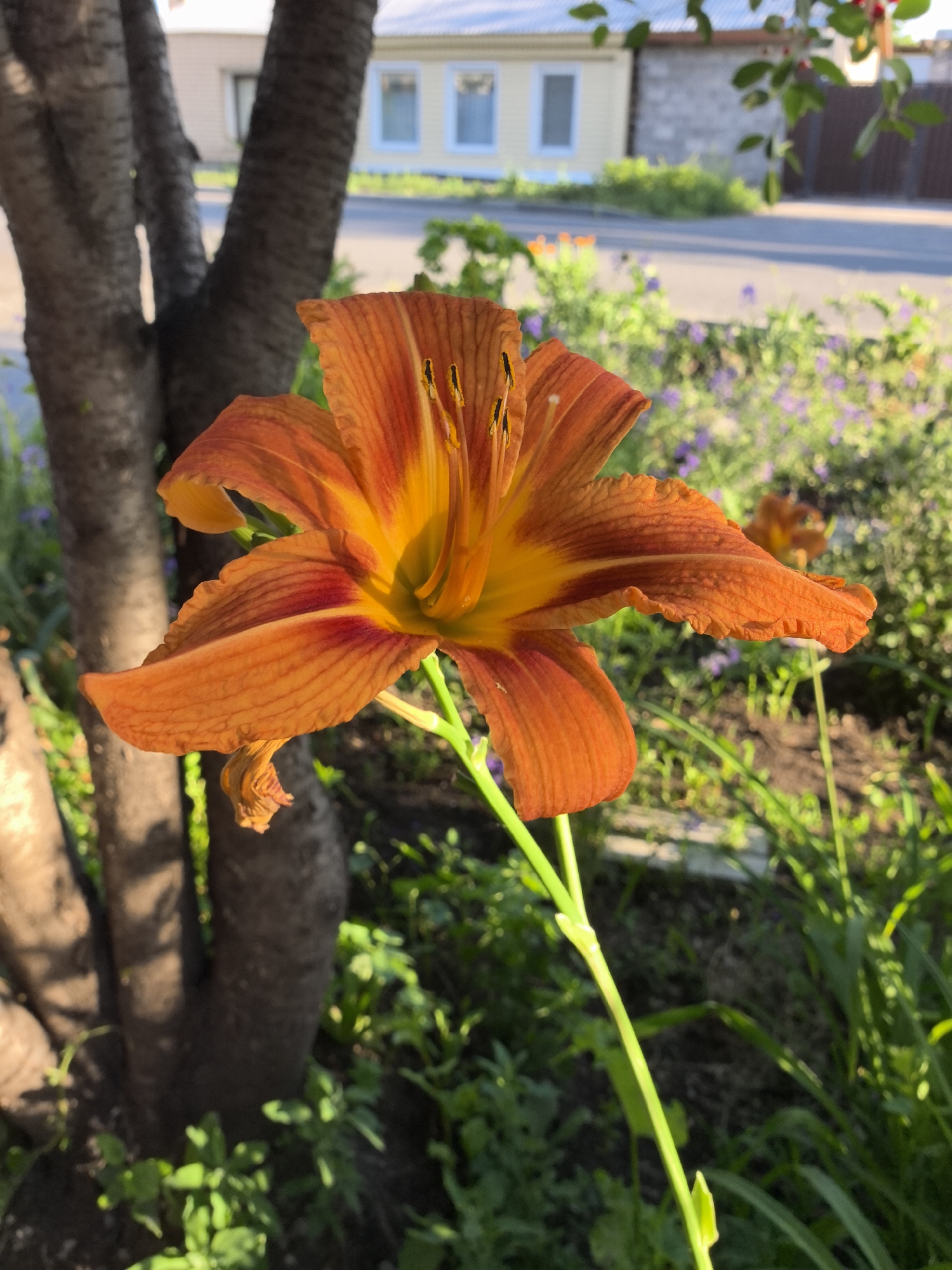The image features a close-up shot of a vibrant orange lily with a yellow and red center, its petals unfurling towards the viewer. The lily is the primary subject, positioned in the foreground and slightly off-center to the right. Behind the lily, a large, rough-barked tree trunk is visible on the left side of the frame, its branches casting dappled shadows on the ground.
The background suggests an outdoor setting, likely a garden or yard. Green foliage and smaller purple flowers are scattered throughout the mid-ground, indicating a natural and blooming environment. In the far background, a building with a pale yellow exterior and white-trimmed windows can be seen, suggesting a residential area. A paved surface, possibly a road or driveway, runs horizontally across the mid-background, bordered by greenery.
The lighting in the image indicates it was taken during the daytime, with the sun casting strong highlights and shadows. The warmth of the orange lily and the bright sunlight suggest a pleasant, possibly late afternoon or early morning, atmosphere. No people are visible in the frame, and no text is present. The overall impression is one of natural beauty and tranquility.