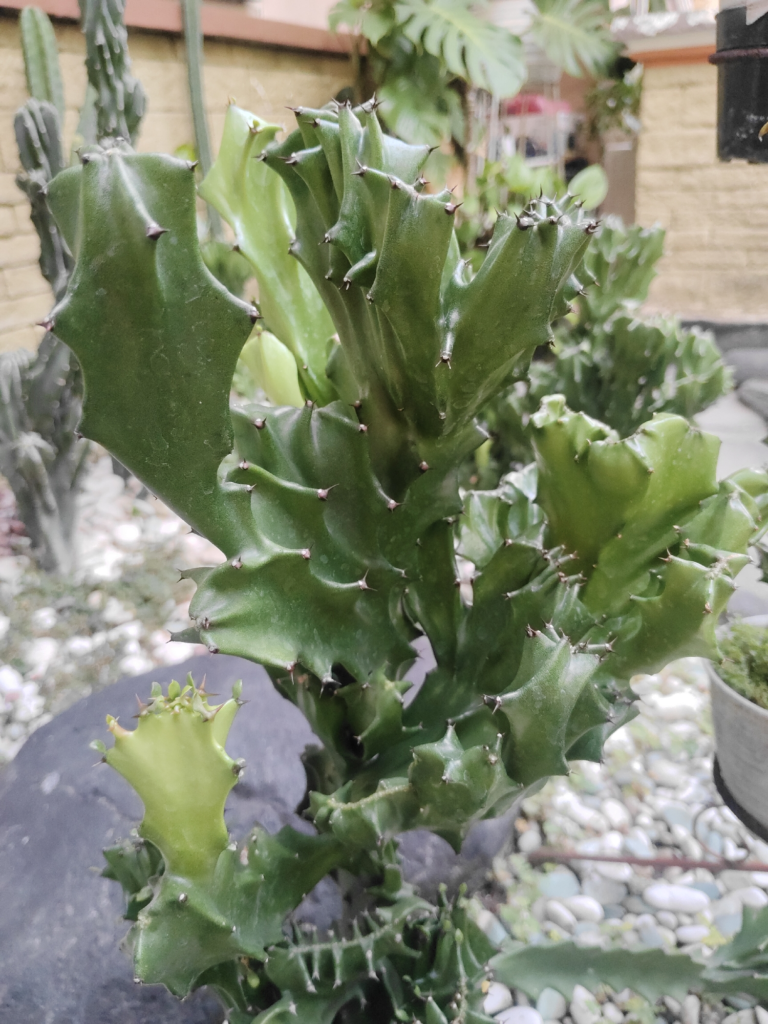 A close-up, medium-shot photograph captures a cluster of vibrant green cacti in an outdoor setting. The cacti, with their distinctive branching and spiky texture, are the primary subject, occupying the majority of the frame. Their green stems are segmented and appear to be in various stages of growth. Small, sharp thorns protrude from the edges and surfaces of the cacti. The background is softly blurred, suggesting a shallow depth of field, but hints at other plants and a yellowish brick wall, possibly part of a garden or courtyard. Small, white pebbles are scattered around the base of the cacti, forming a decorative layer. The lighting appears to be natural and diffused, casting subtle shadows on the plant's surfaces. The overall impression is one of a well-maintained collection of succulents, likely in a residential or botanical garden environment. Based on the metadata, this image was taken in Surabaya, Indonesia.