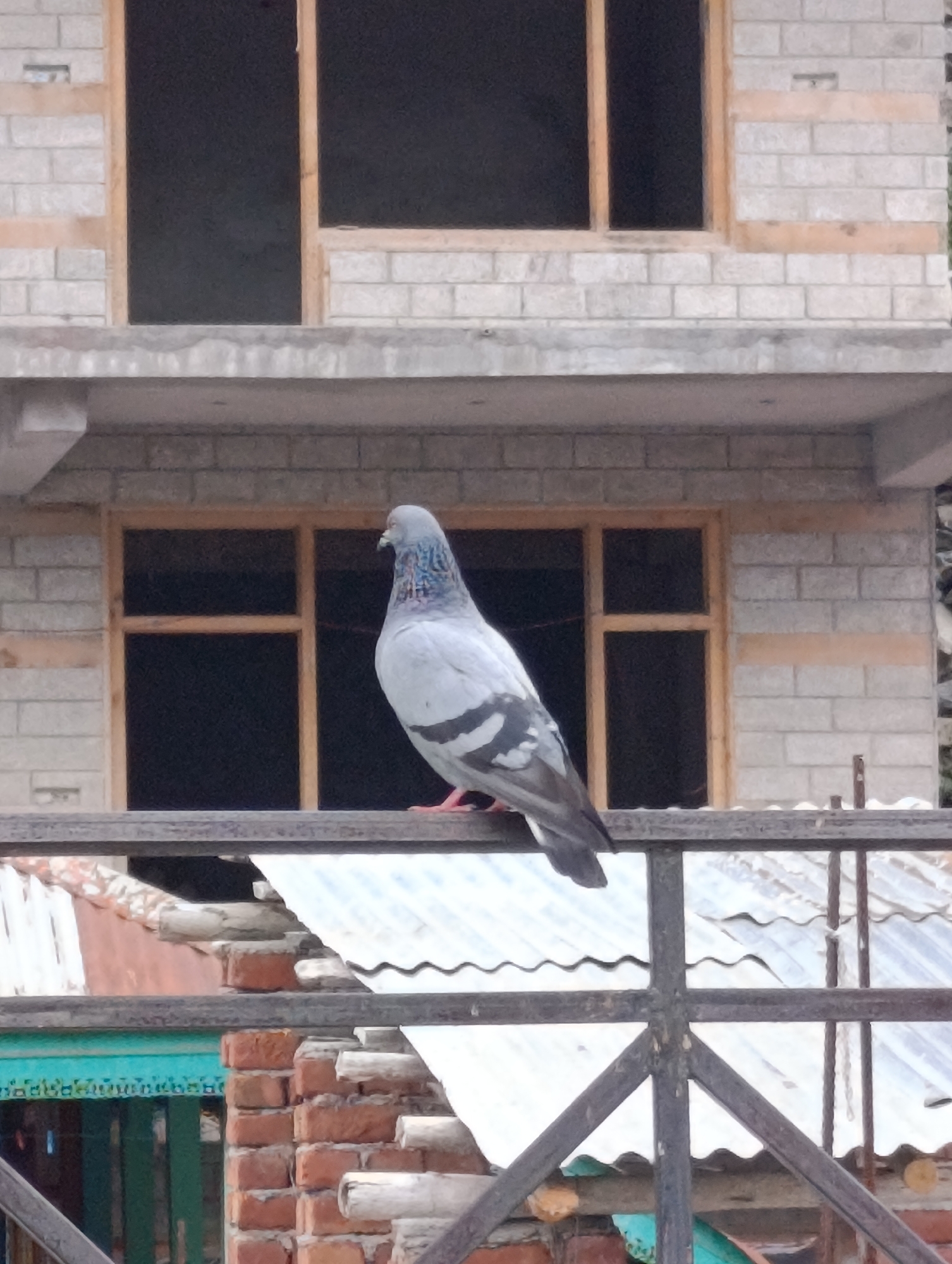A pigeon is perched on a dark metal railing in front of a brick building with wooden window frames. The pigeon is facing to the right, with its head turned. The building appears to be under construction, with exposed brick and unfinished windows. The background is blurred, but suggests a natural environment. The image was taken in Vashisht, India.