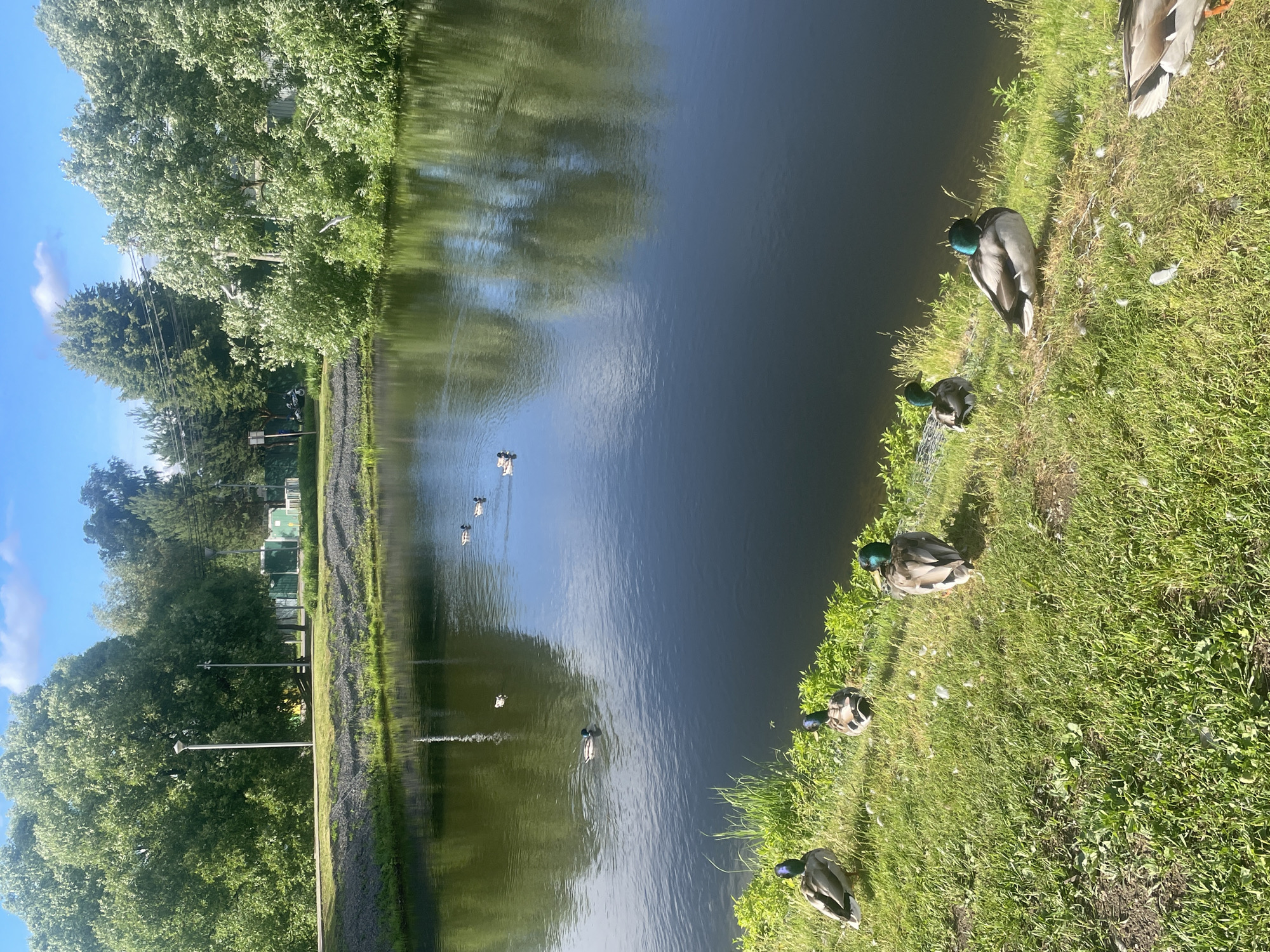 In the city of Marushkino, Russia, a tranquil pond reflects the clear blue sky and the lush green trees bordering its edge. Several mallard ducks are present in the scene. Some are swimming in the pond, while others are resting on the grassy bank. The sun is shining, casting dappled shadows on the water and illuminating the vibrant green of the grass. In the background, a few structures and utility poles are visible, suggesting the pond is located in a populated area. The overall impression is one of a peaceful natural setting within an urban environment.