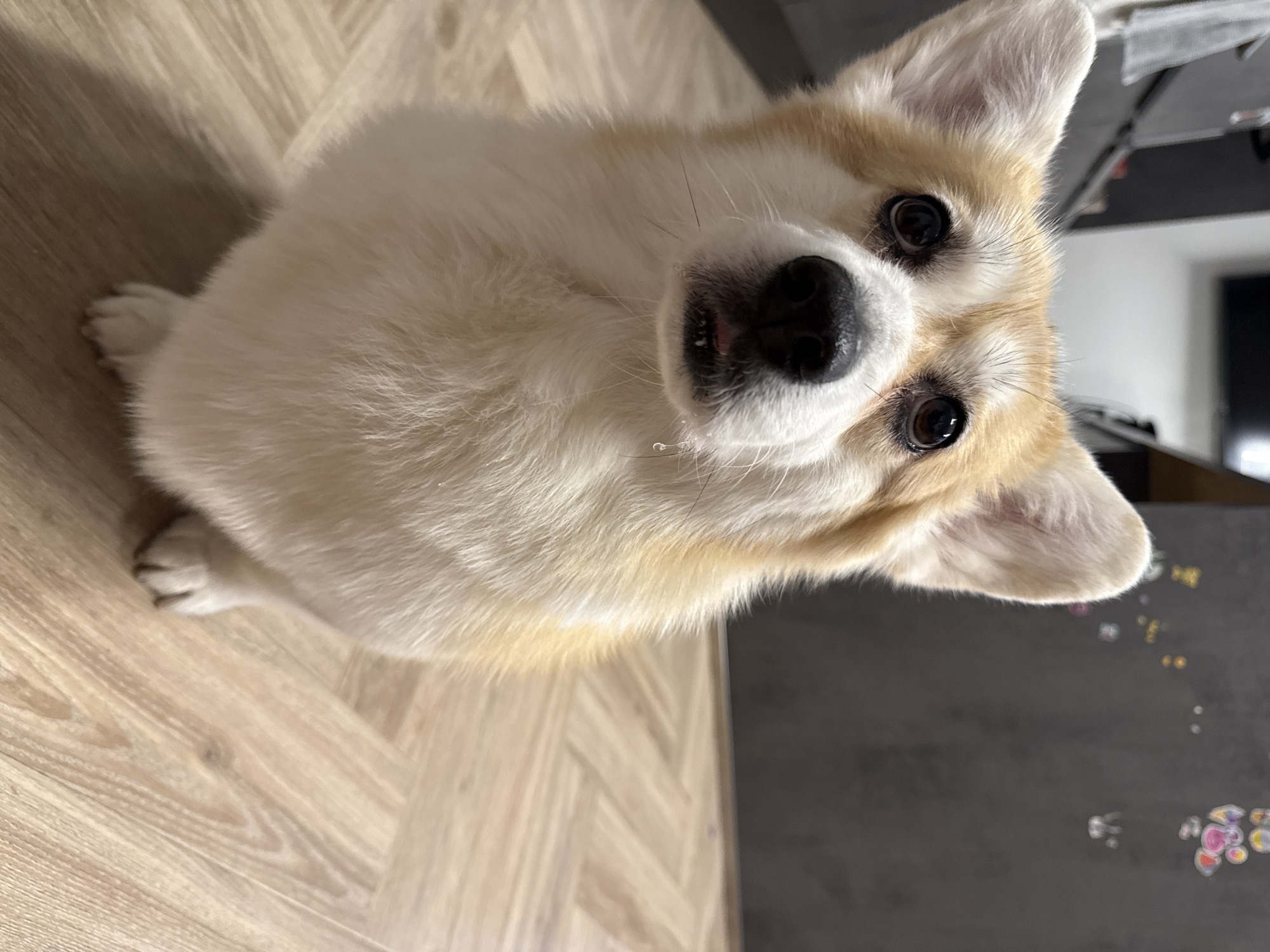 A Corgi dog with cream and light tan fur is depicted in an indoor setting in Krasnoyarsk, Russia. The dog is positioned centrally, looking directly up at the viewer with an attentive and curious expression, its dark, round eyes wide open. Its ears are pricked up, and its black nose appears slightly wet. A hint of pink tongue is visible, and a small drop of moisture can be seen near its mouth, suggesting it might be drooling slightly. The dog is sitting on a light-colored wooden floor with a parquet pattern, and one white, furry paw is visible to the left. In the background, particularly on the right side of the image, a dark, matte surface, possibly furniture or a wall, is visible. This surface has several small, colorful, iridescent stickers or decorations adhering to it. The lighting is bright and even, characteristic of an indoor environment. No text is visible in the image.
