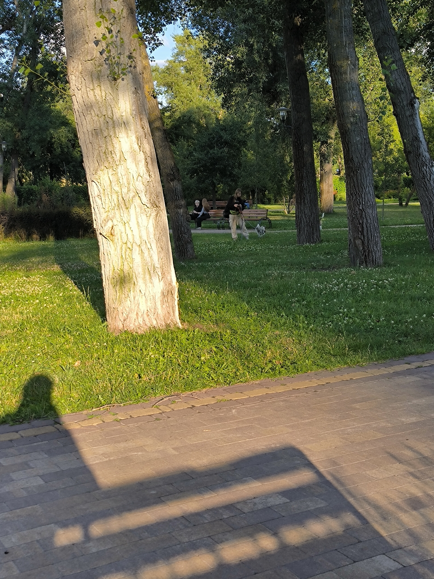 In an urban park, a person is walking a dog on a leash across a grassy area. The dog is light-colored and appears to be medium-sized. The person is wearing light-colored pants and a dark top. They are walking away from the camera. In the background, two other individuals are seated on a park bench. The scene is dominated by large trees with rough bark, and the ground is covered in grass with small white flowers. A paved pathway is visible in the foreground, with a shadow cast by a person on the left side of the frame. The lighting suggests it is late afternoon or early evening.