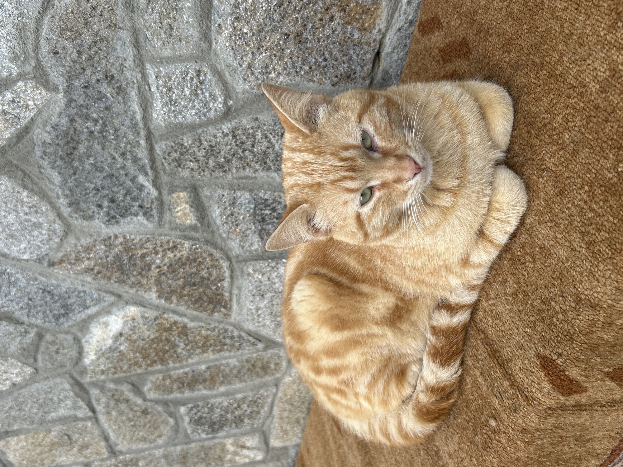 A ginger tabby cat is positioned centrally, lying down on a brown, textured, carpet-like surface. Its front paws are tucked beneath its chest, and its tail is curled around its body. The cat exhibits a relaxed posture with partially closed greenish-yellow eyes, a pink nose, and prominent white whiskers. Its fur is primarily orange with darker tabby stripes visible across its back and tail. Directly behind the cat is a wall constructed from irregularly shaped natural stones, mortared together, displaying various shades of grey, beige, and brown. The scene is located in Zlatograd, Bulgaria.