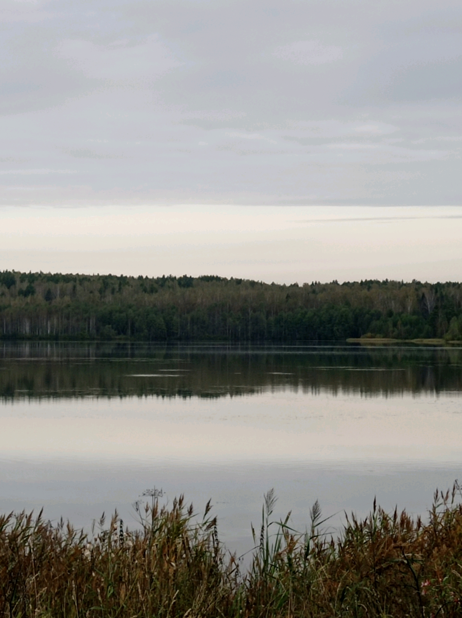An overcast sky looms above a wide, still body of water. The water's surface is a mirror reflecting the dense, dark green forest that lines the opposite bank, interspersed with lighter green and some yellowing foliage. In the foreground, tall reeds and grasses in shades of brown and green emerge from the water's edge. The scene is serene and natural, likely a peaceful natural landscape within the city of Degtyarsk, Russia.
