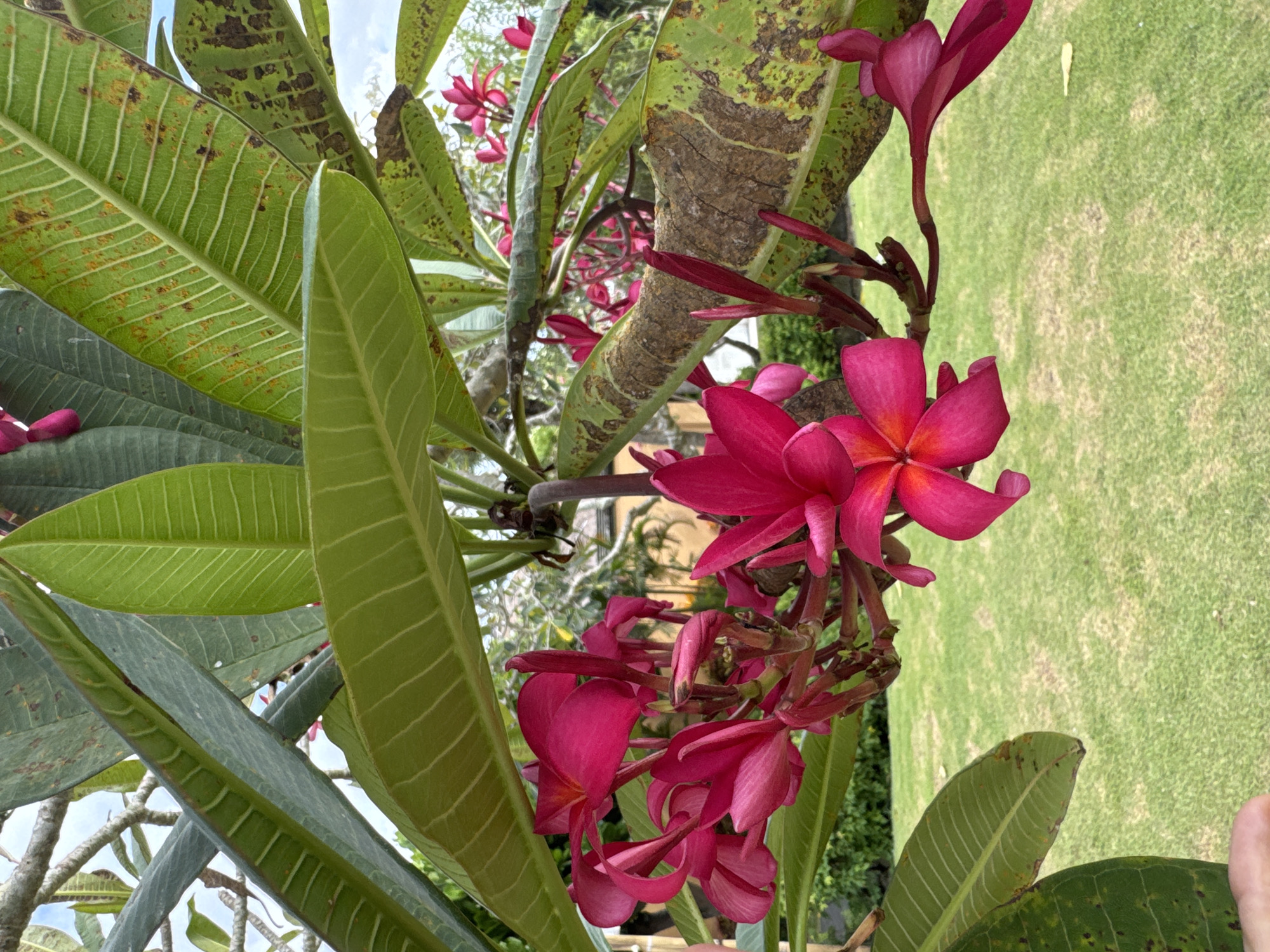 The image shows a close-up of a frangipani tree with red-pink flowers in Kuta Selatan, Indonesia. The leaves are green with prominent veins. Some leaves have brown spots or patches. The flowers are clustered together, and some are in bud form. The background includes a patch of green grass and glimpses of other greenery. The tree appears to be in a garden or park setting. A sliver of a person's hand appears in the bottom right corner of the image.
