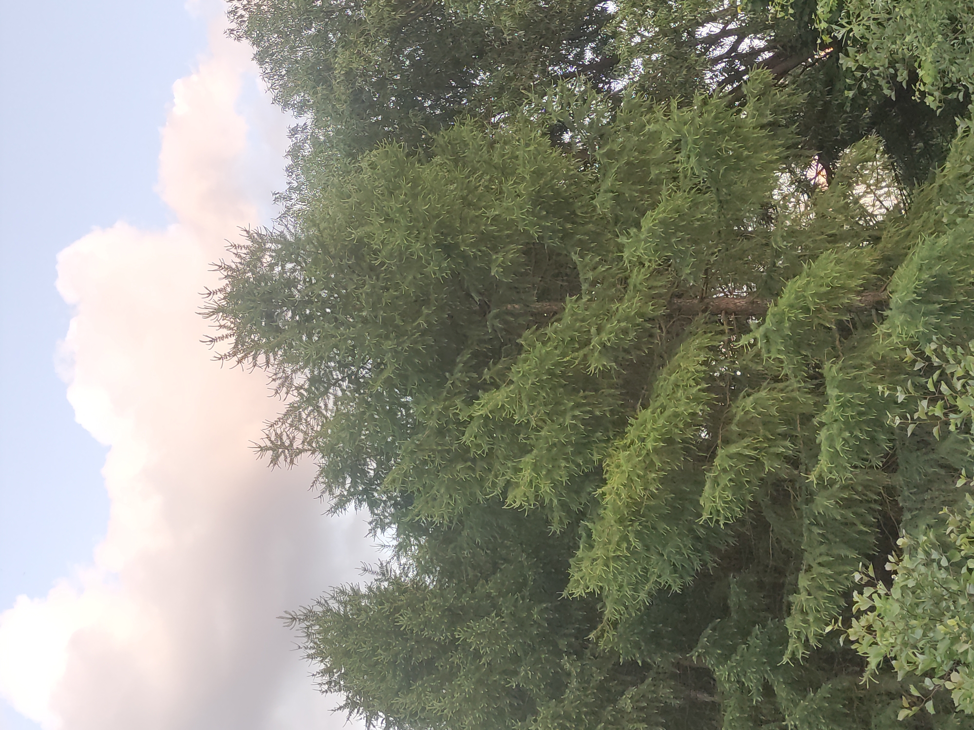 The image displays an upward view into the dense canopy of a large, lush green tree set against a cloudy sky. The primary subject is the tree, which occupies most of the frame, showcasing its thick foliage composed of numerous small, spiky, or scale-like leaves typical of a coniferous species. Through the gaps in the dense greenery, glimpses of thicker branches are visible, creating depth within the tree's structure.
The sky, visible along the left and upper edges, is a pale blue, partially covered by large, soft clouds. These clouds exhibit warm tones, ranging from light white to soft pinks and grays, suggesting either a late afternoon, early evening, or an overcast day. The lighting is diffused, indicating no direct sunlight.
No people or man-made objects are present, and no specific activity or event is taking place; the scene captures a static moment in nature. There is no visible text. The image provides a tranquil, natural setting, situated in Moscow, Russia.